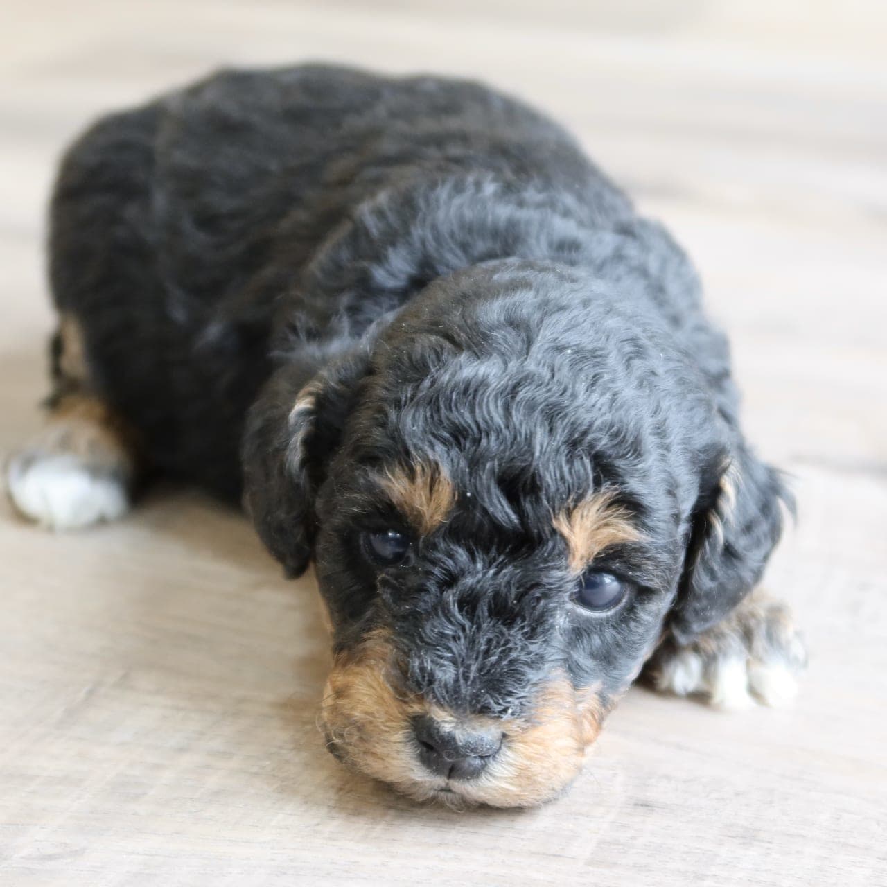 Is Lancaster Puppies In Ohio A Puppy Mill Mocha - Toy Poodle Puppy for Sale in Mansfield, OH | Lancaster Puppies