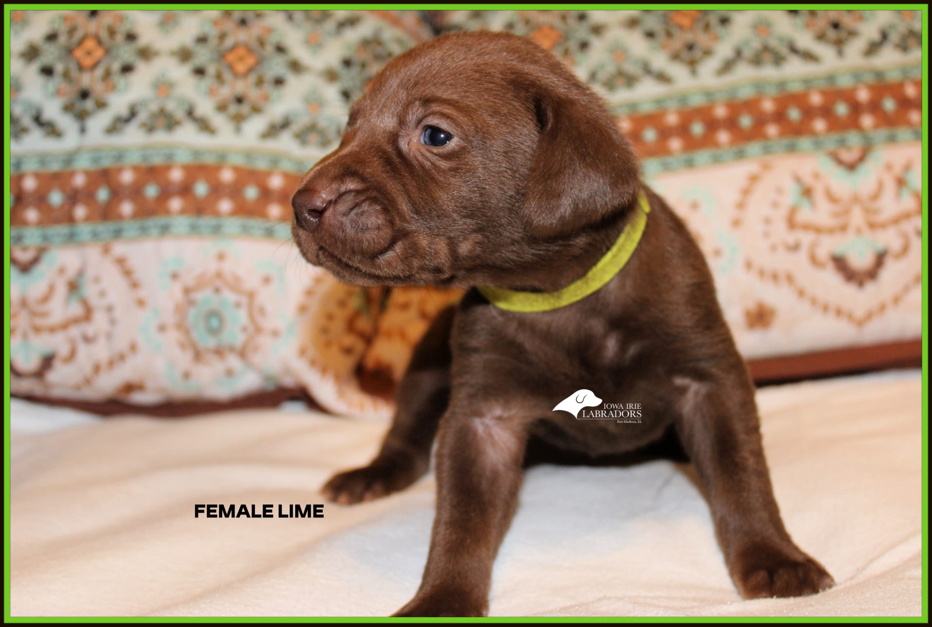 Lime - Labrador Retriever and Weimaraner Hybrid Puppy for