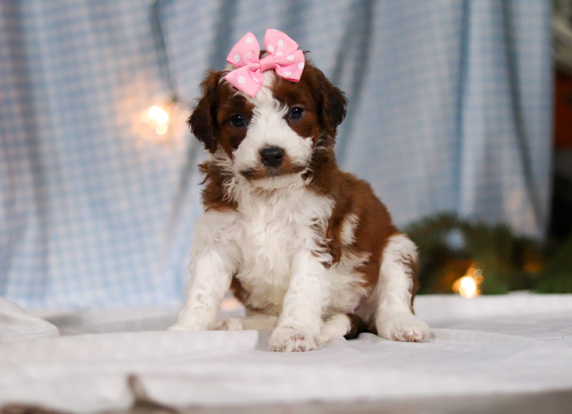 Is Lancaster Puppies In Ohio A Puppy Mill Nora - Saint Berdoodles Puppy for Sale in Baltic, OH | Lancaster Puppies