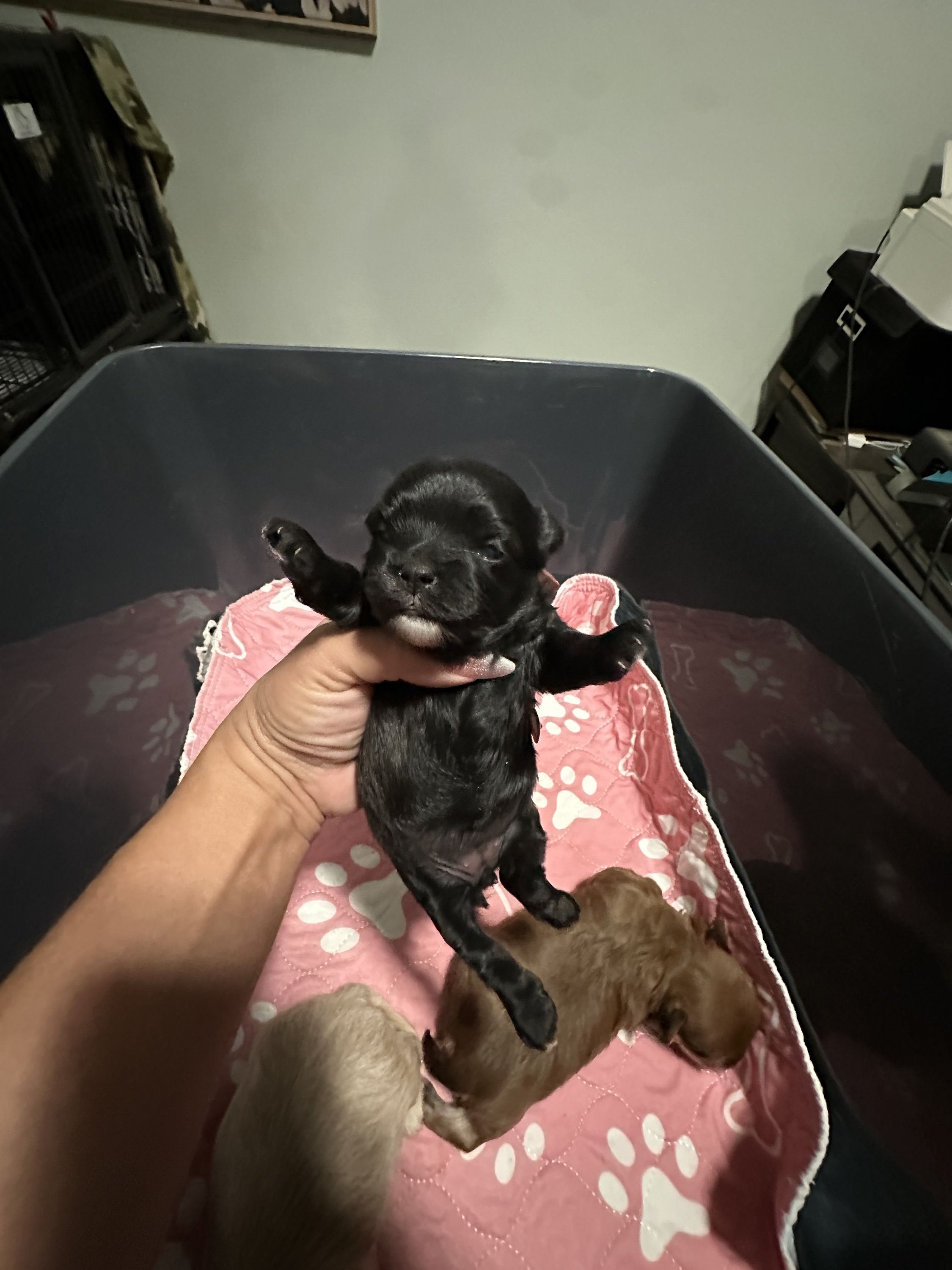 Lady Tinker Maltipoo Puppy for Sale in Apple Valley, CA Lancaster