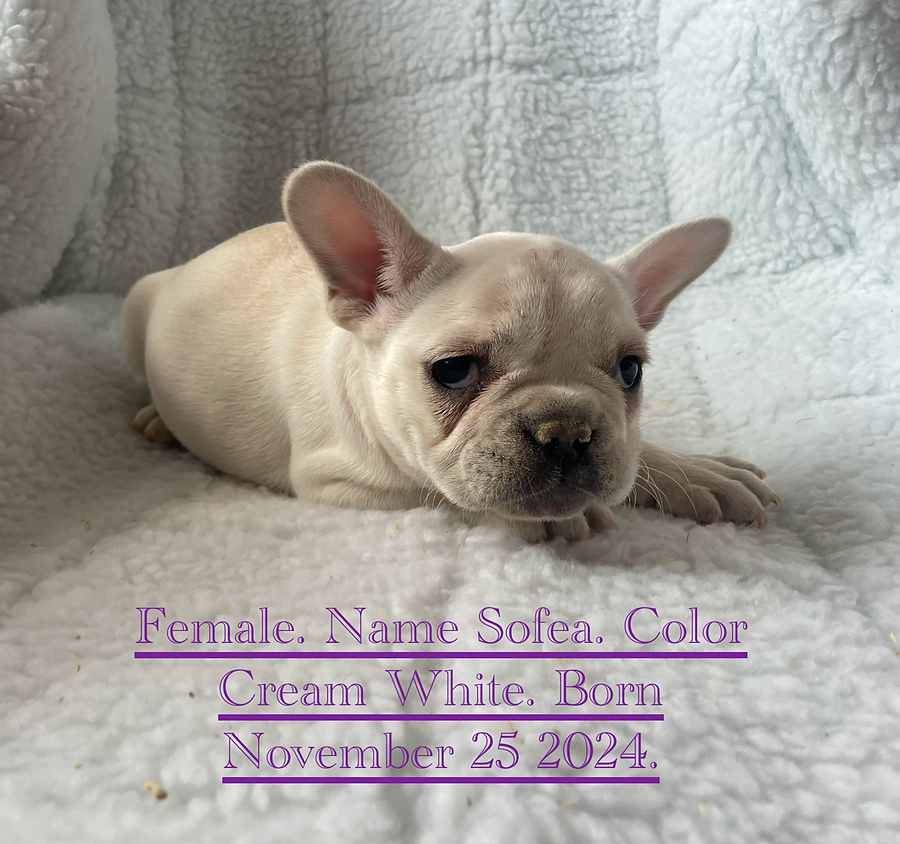 Ephraim Zook | Lancaster Puppies Ephraim Zook | Lancaster Puppies