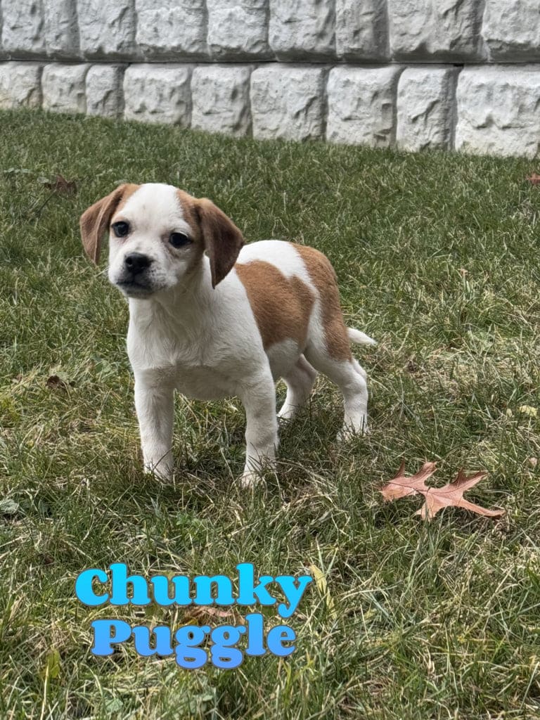 Is Lancaster Puppies In Ohio A Puppy Mill Chunky - Puggle Puppy for Sale in North Canton, OH | Lancaster Puppies