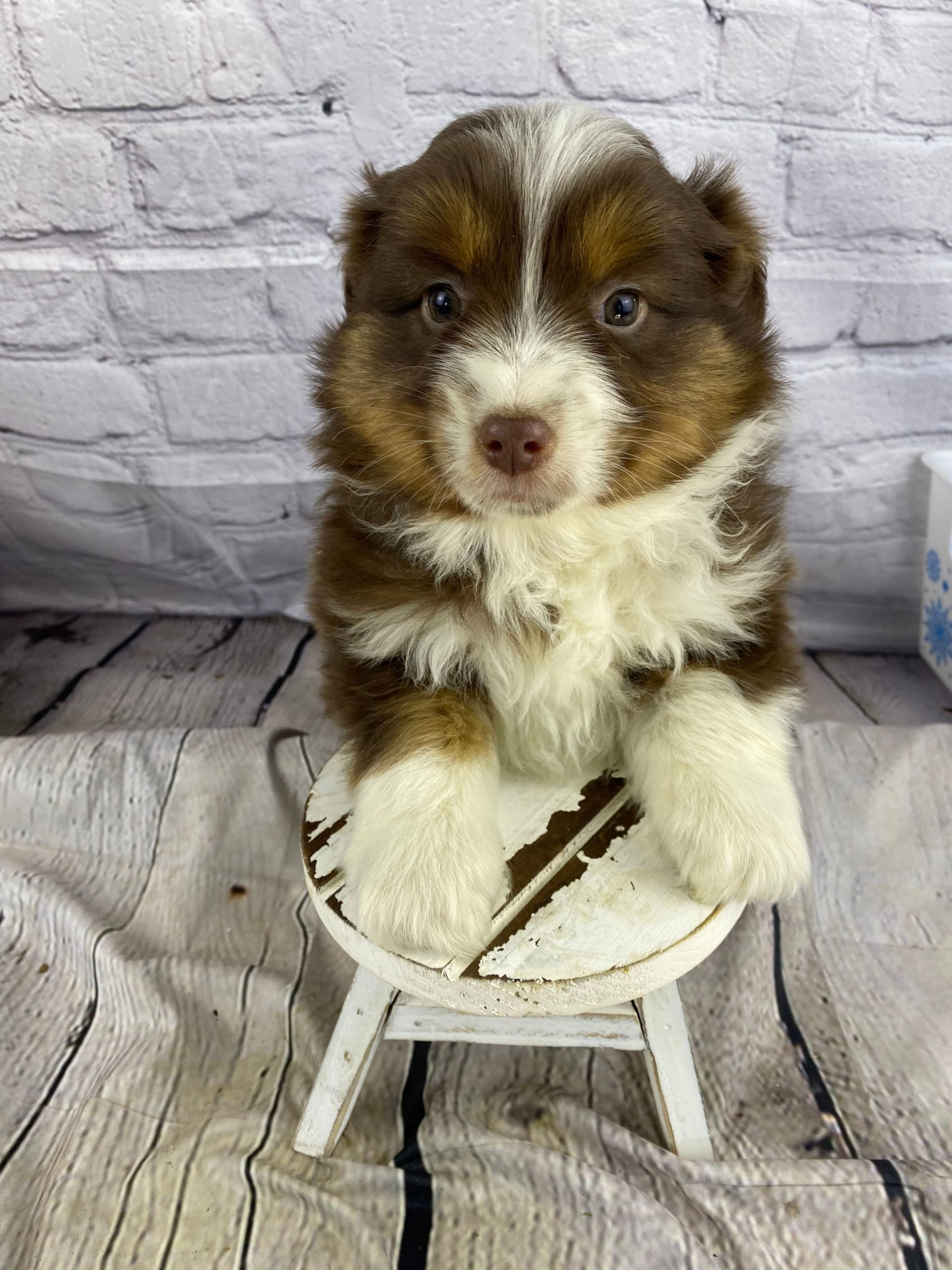 miniature australian shepherd pomeranian mix