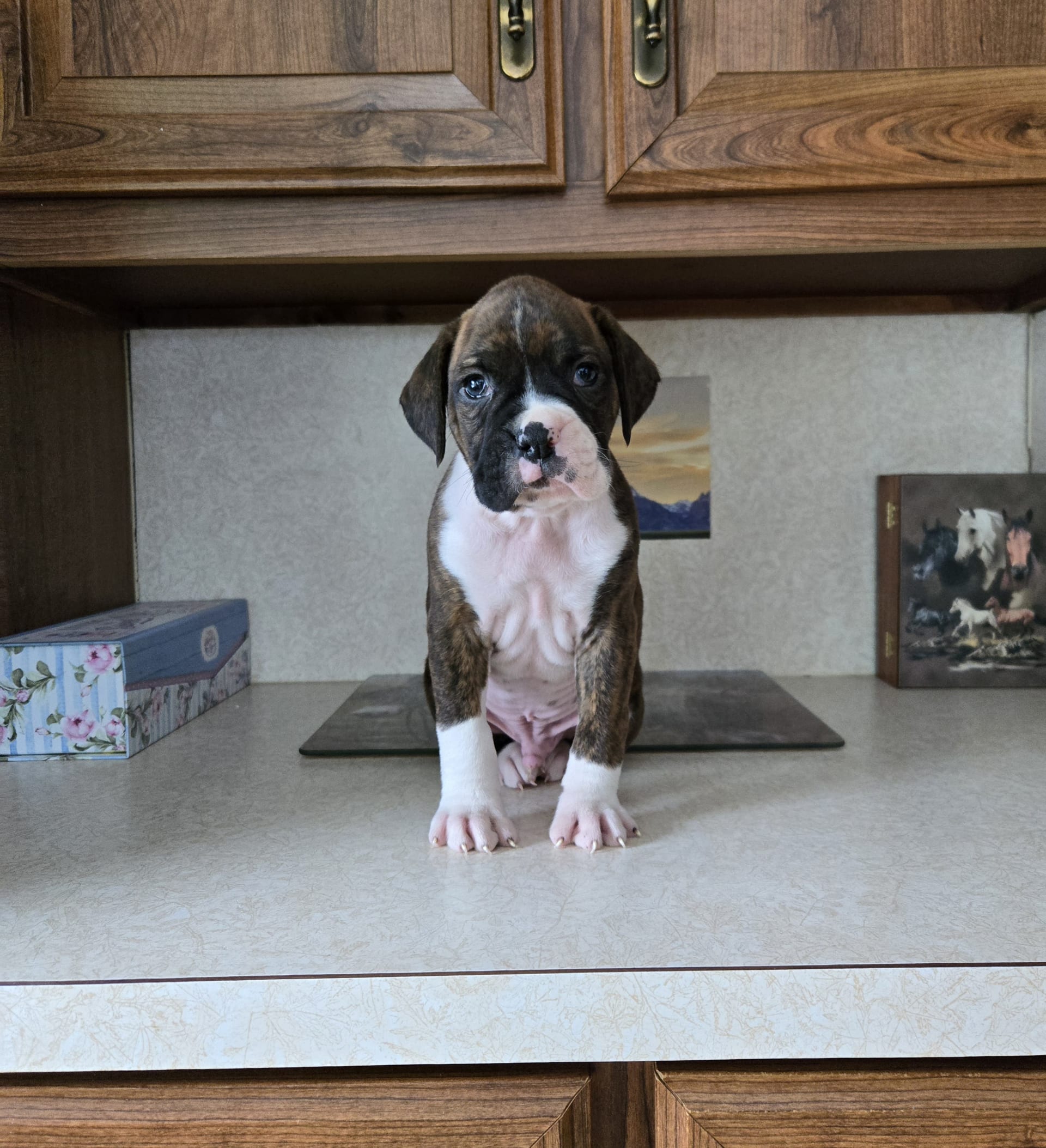 Is Lancaster Puppies In Ohio A Puppy Mill Rocky - Boxer Puppy for Sale in Baltic, OH | Lancaster Puppies
