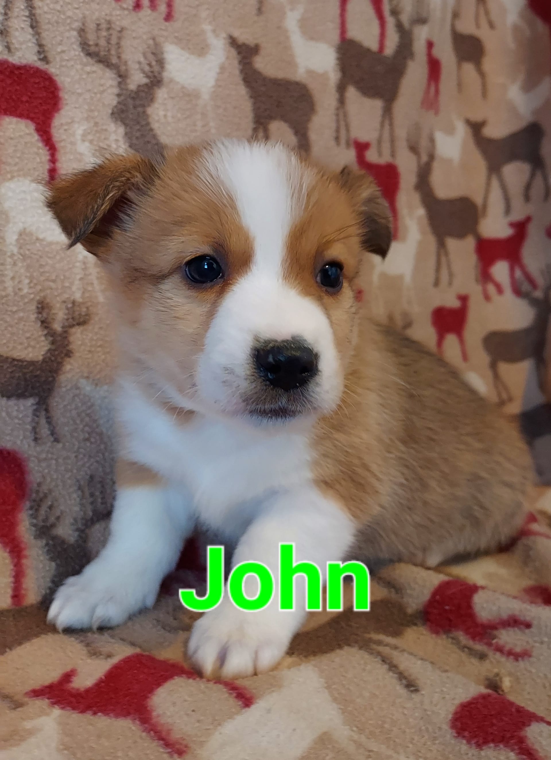 Joey Welsh (Pembroke) and Miniature Australian Shepherd Hybrid Puppy for Sale in MC