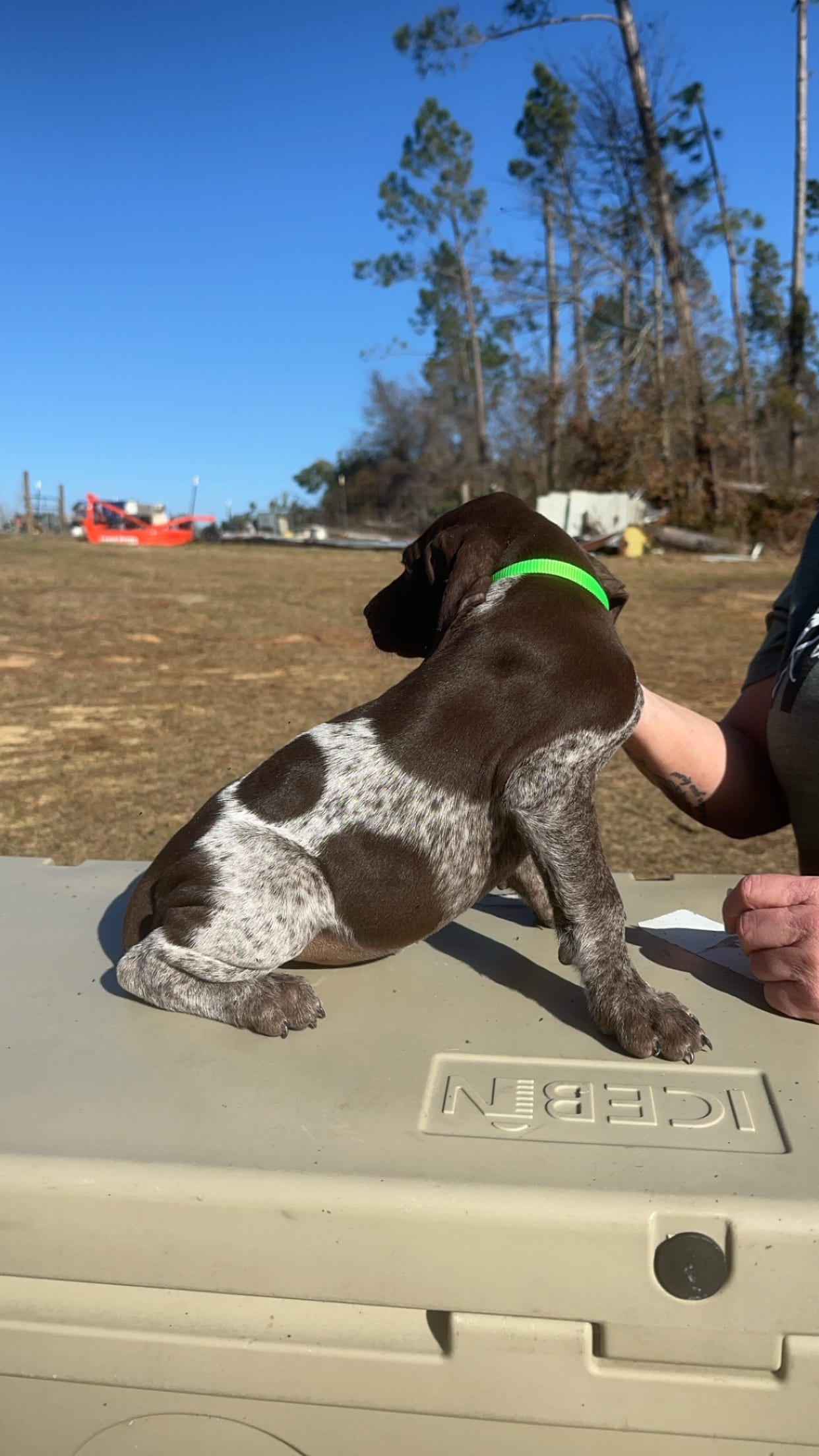 Green - German Shorthaired Pointer Puppy for Sale in Nahunta, GA ...