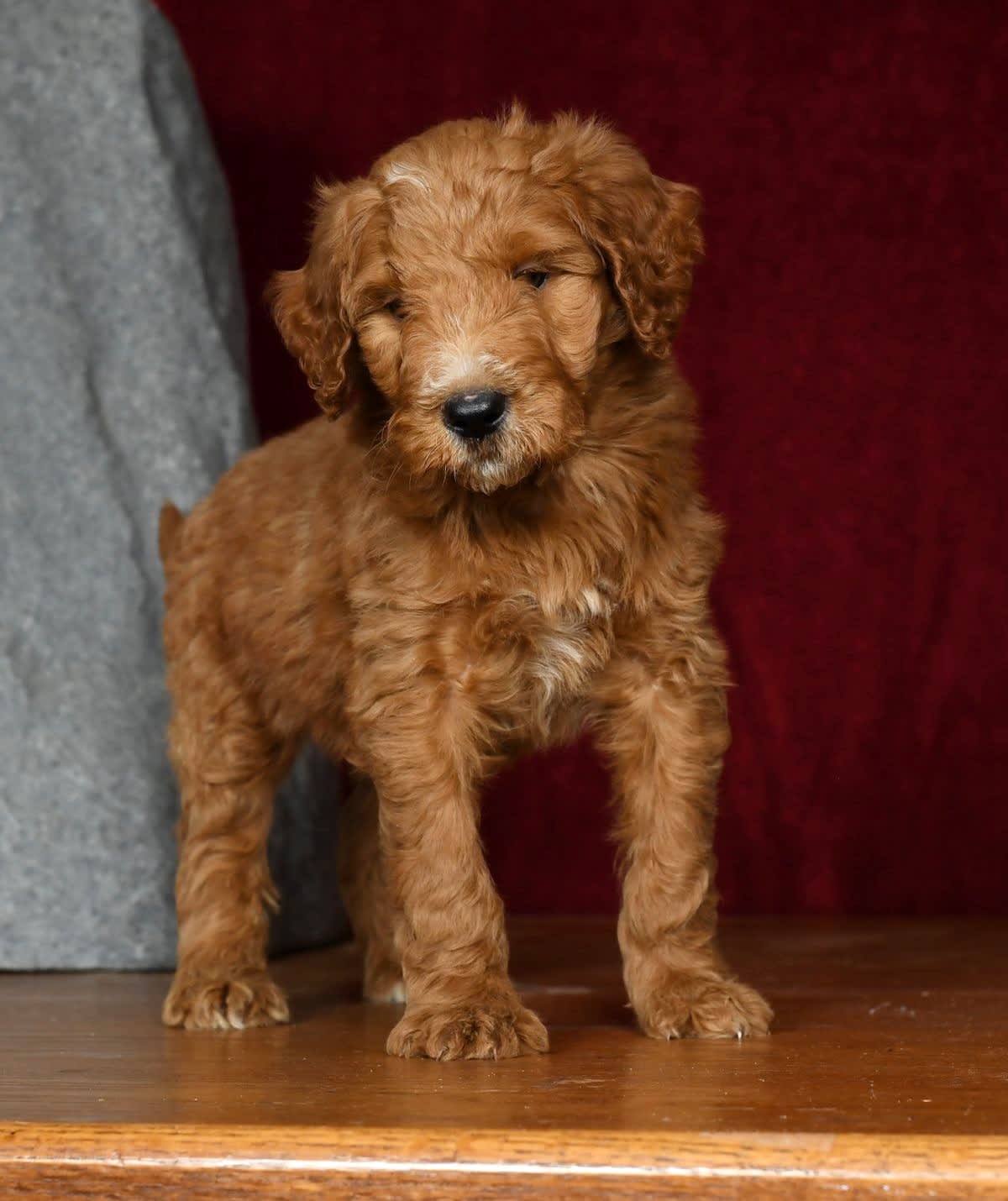 Mini Golden Doodle Fox Creek Doodles Full Grown Goldendoodle Breeders Fox Creek Goldendoodle Large