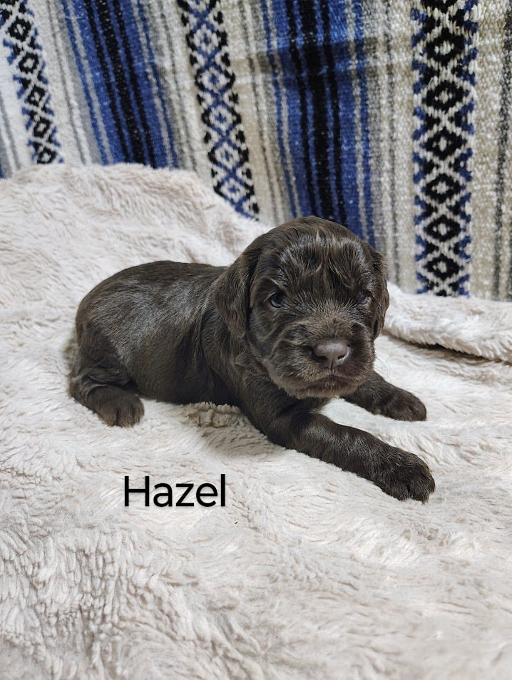 Hazel Miniature Golden Retriever and Cavalier King Charles Spaniel Hybrid Puppy for Sale in
