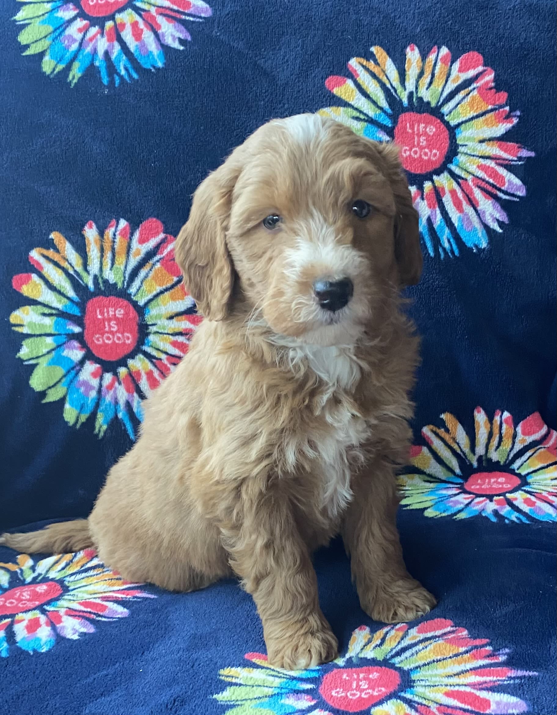 mini goldendoodle puppy biting