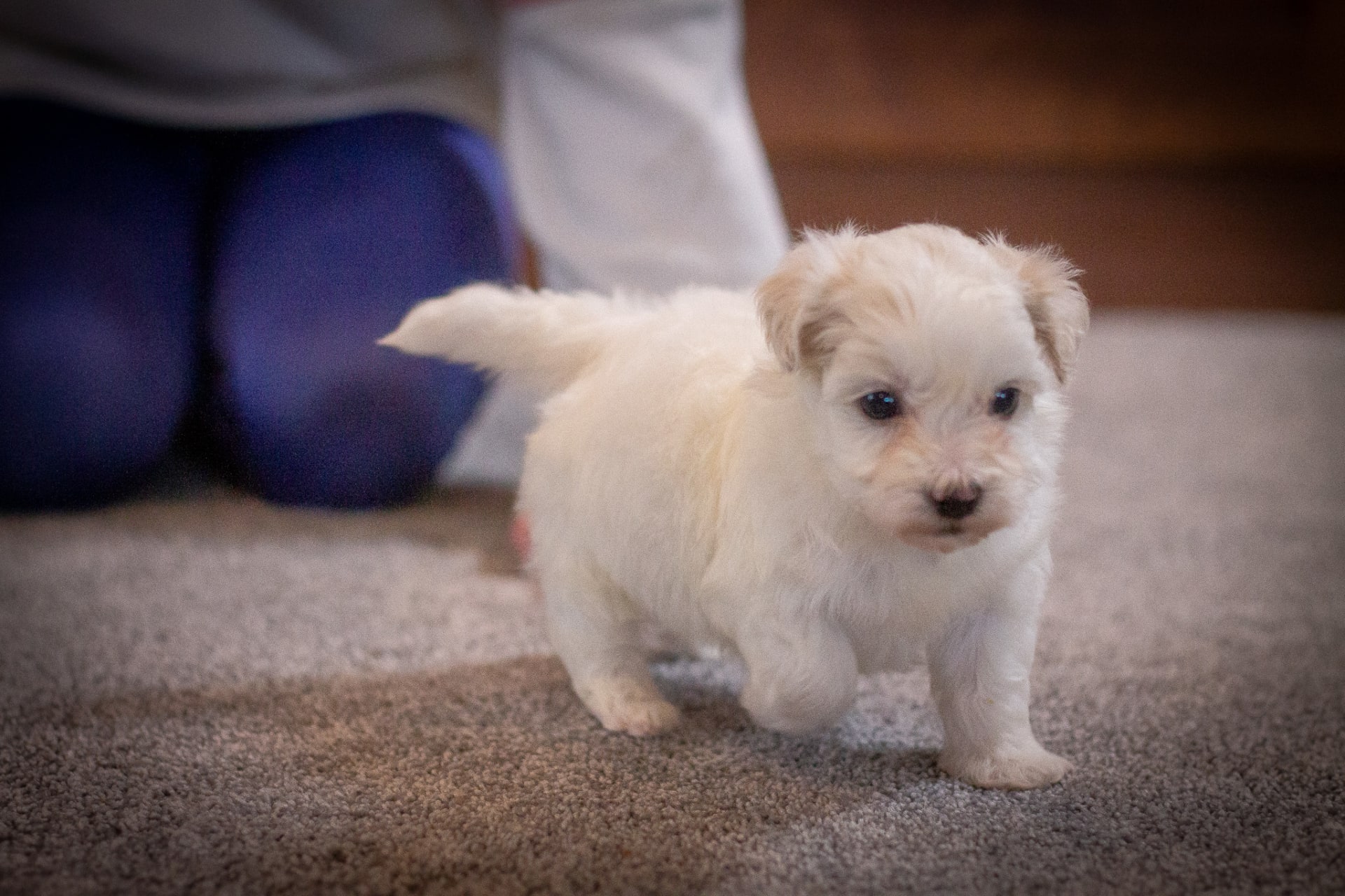 Is Lancaster Puppies In Ohio A Puppy Mill Frosty - Maltipoo Puppy for Sale in Dundee, OH | Lancaster Puppies