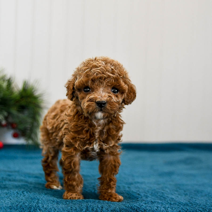 【jumelle】poodle bit coat Anatolian Poodle Mix Jinx Miniature Poodle Puppy For Sale In