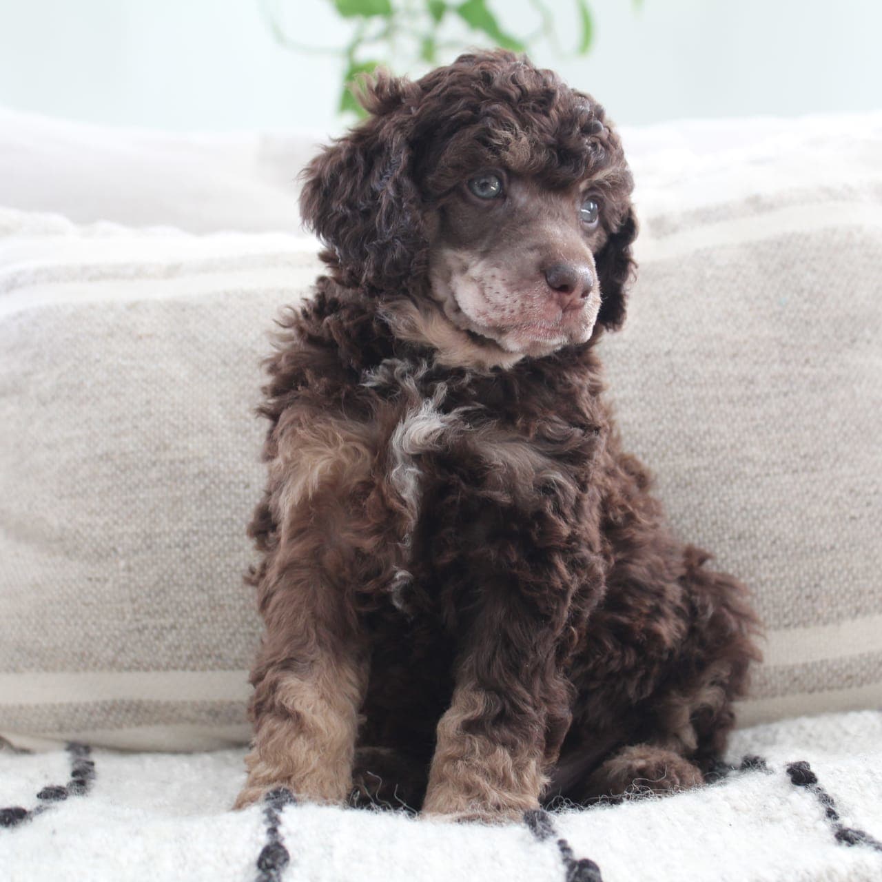 Demetrius Moyen - Standard Poodle Puppy for Sale in APPLE