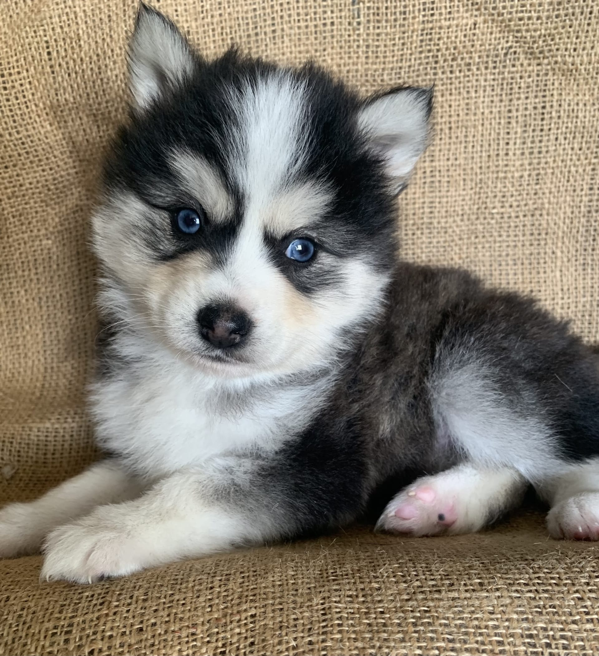 Mini Husky World | Lancaster Puppies