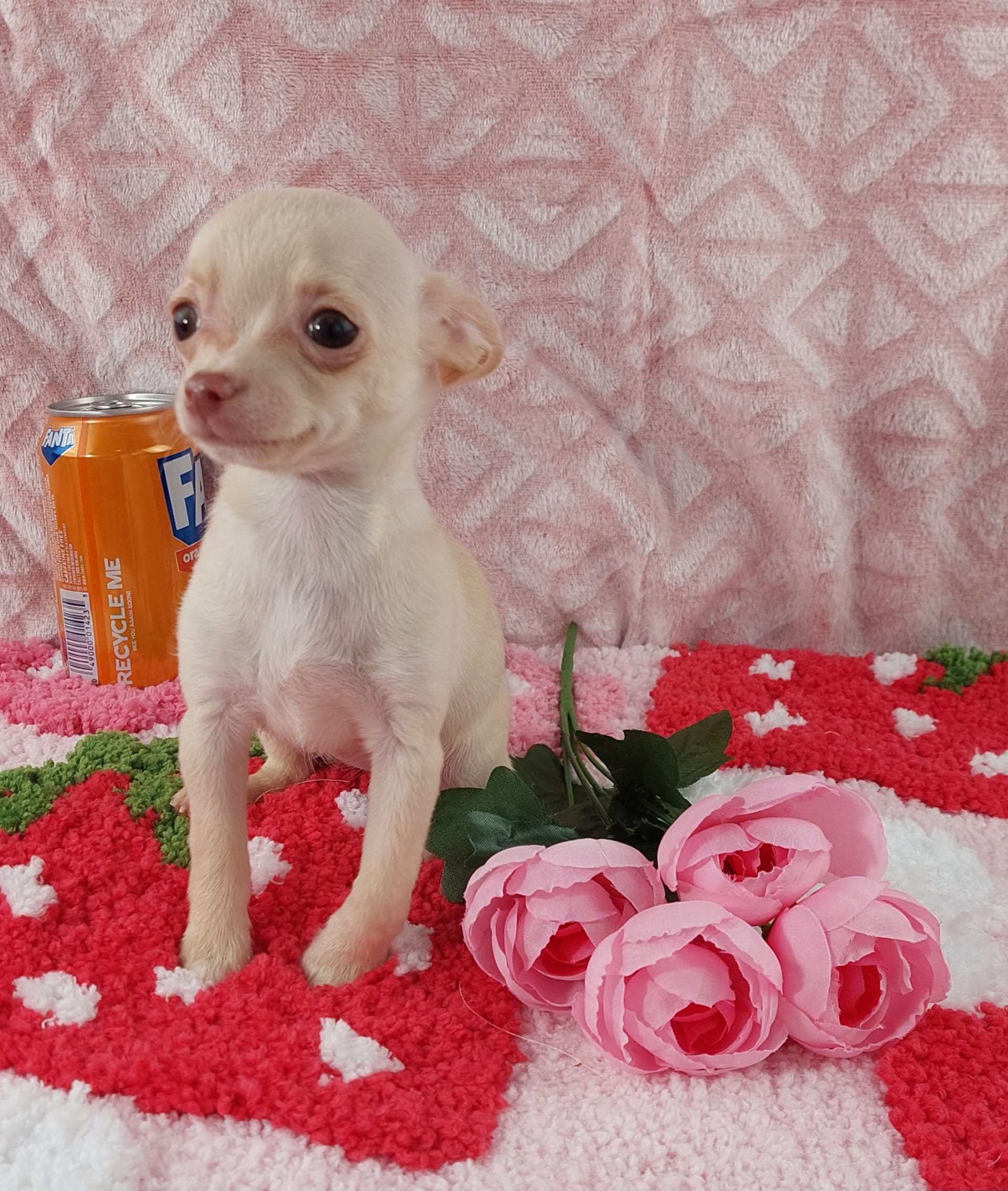 Male Applehead Chihuahua - general for sale - by owner