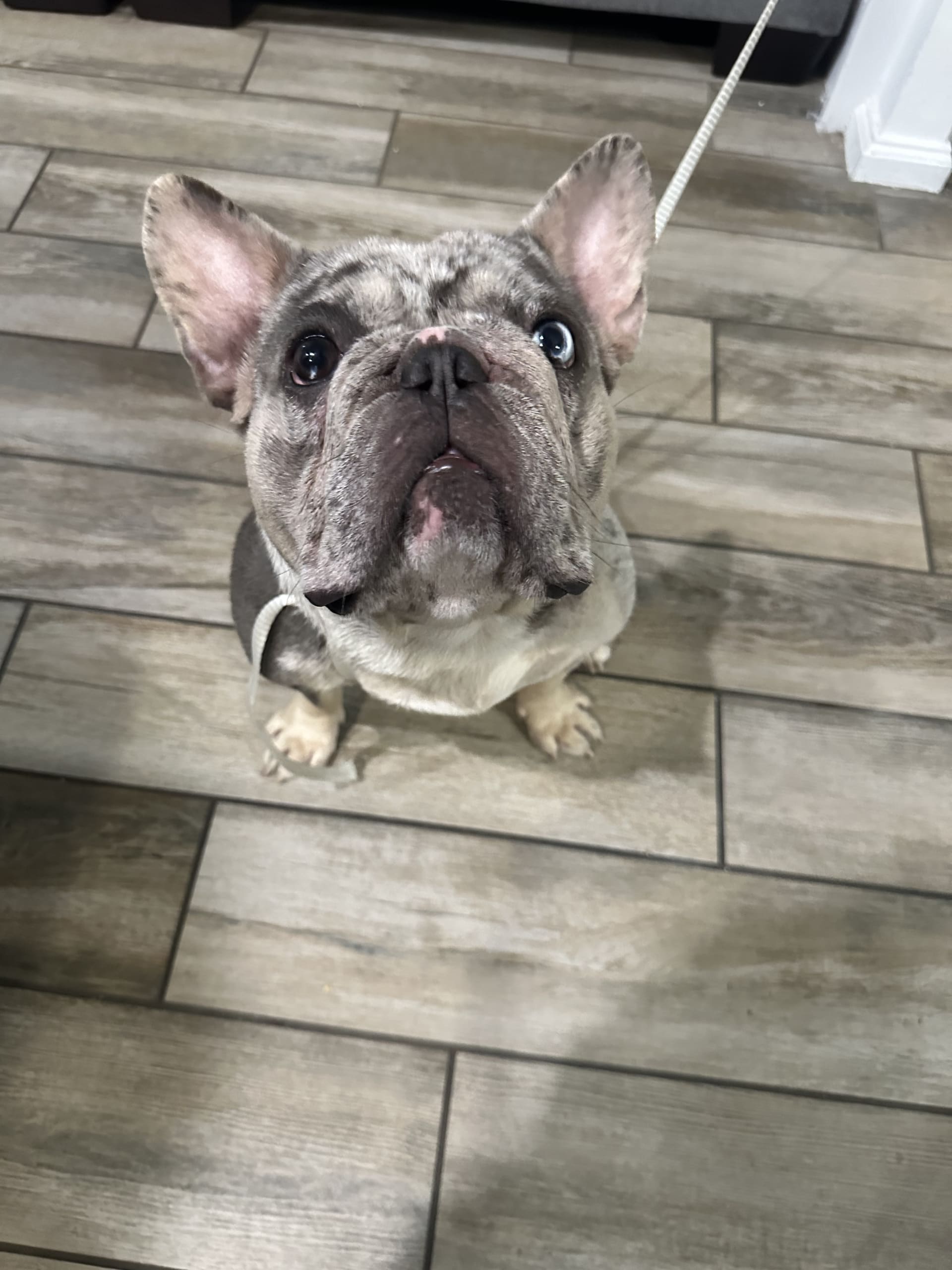 Luxe Puppy Orlando（ラグジュ・パピー・オーランド）新品・未使用 Luxe Puppy Orlando（ラグジュ・パピー・オーランド）新品・未