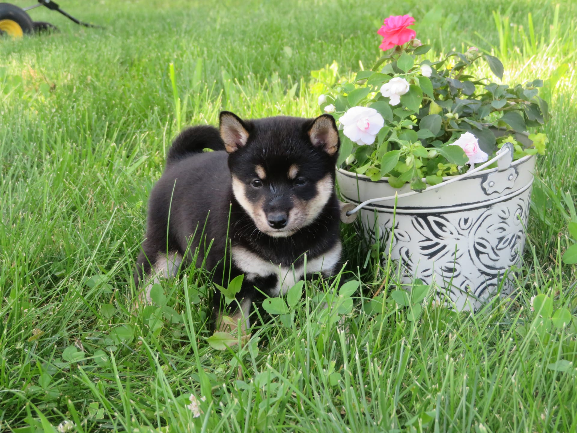 Poshing Shiba Inu Puppy for Sale in Louisville, KY Lancaster Puppies