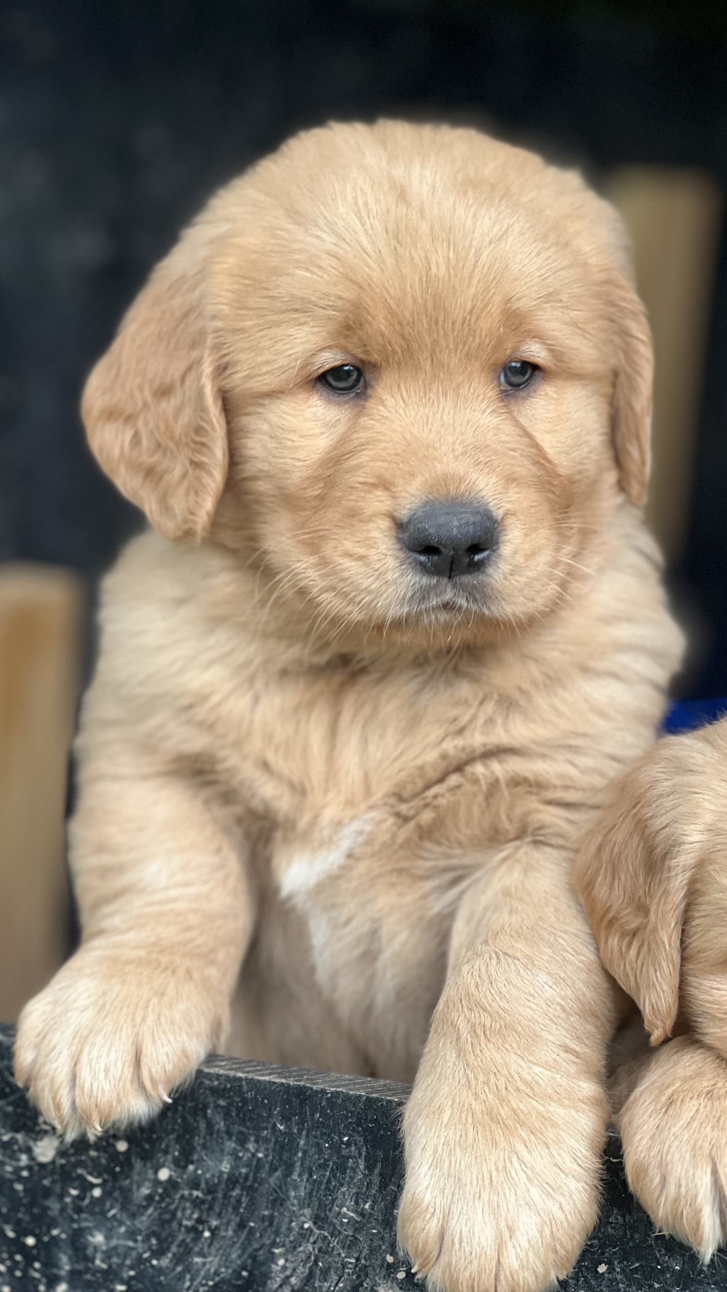 golden husky