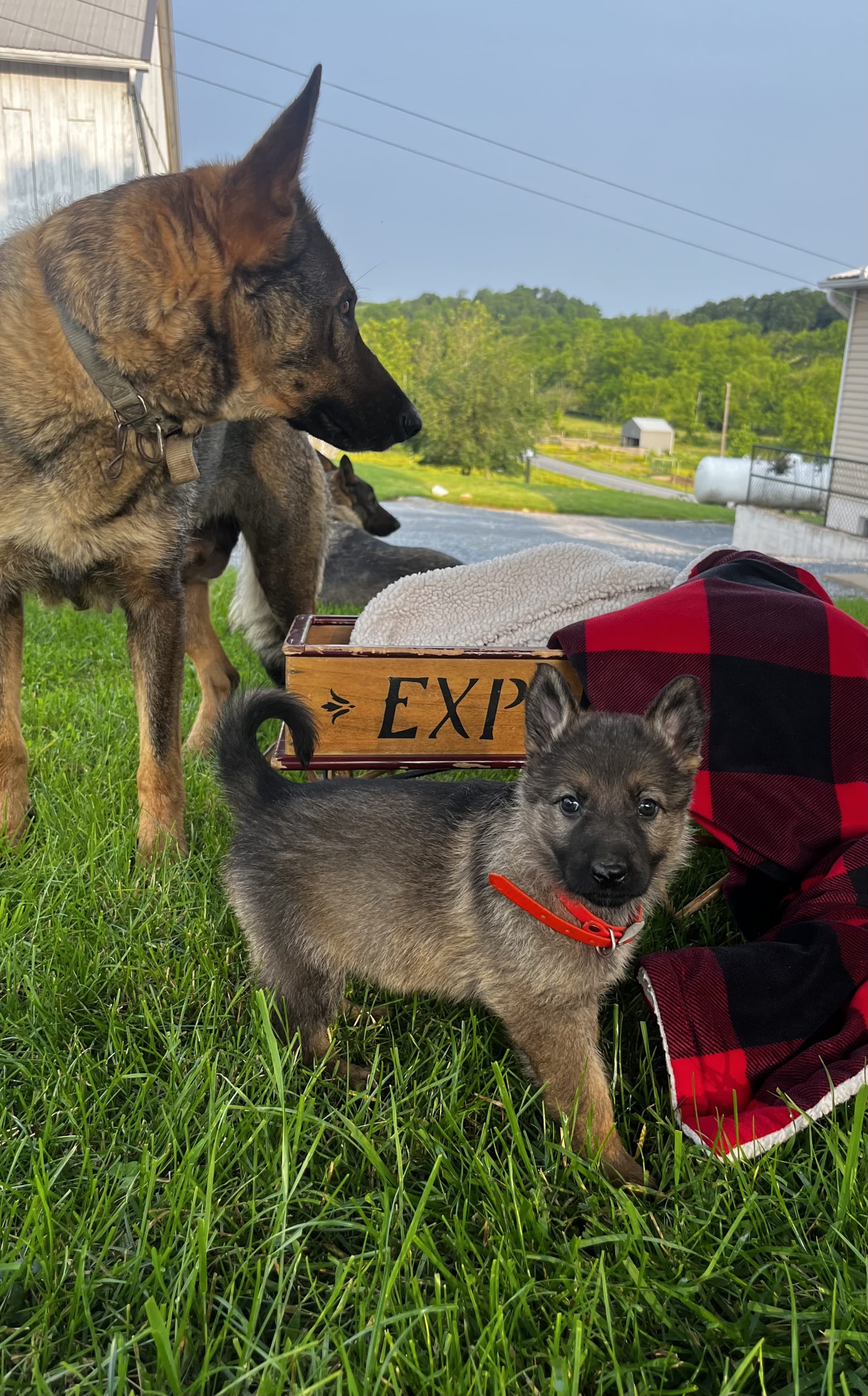 Sasha ️akc Hip Cert ️call 7173838796 German Shepherd Puppy for Sale