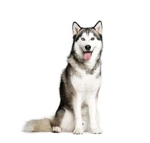 Photo of Alaskan Husky