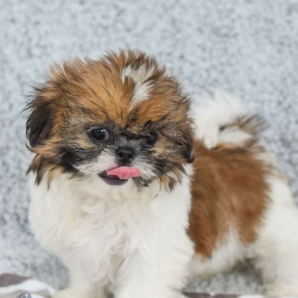 Shih Tzu puppies for sale in Sullivan, IL - Kimberly