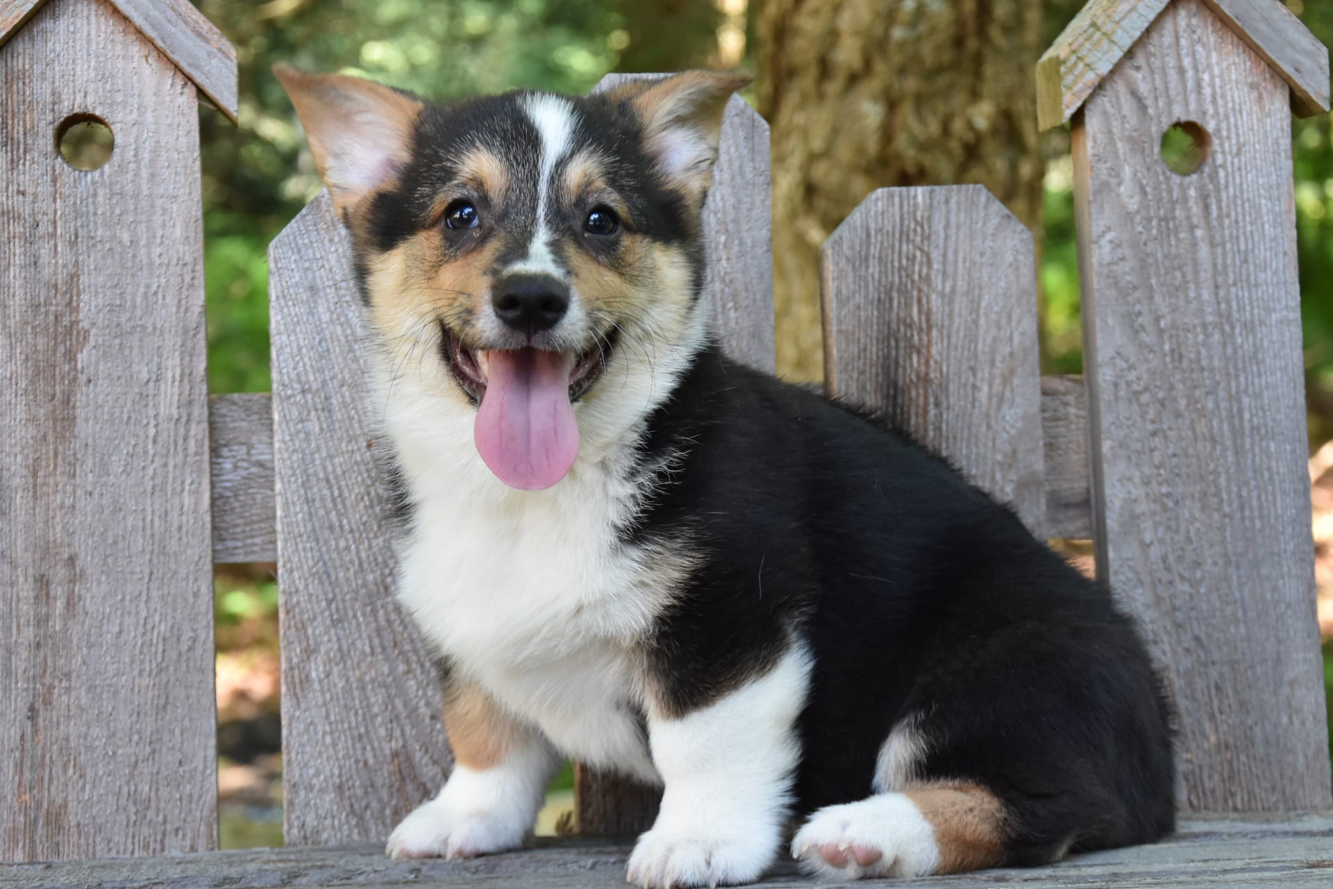 Welsh Corgi (Pembroke) puppies for sale in Allenwood, PA - Merle