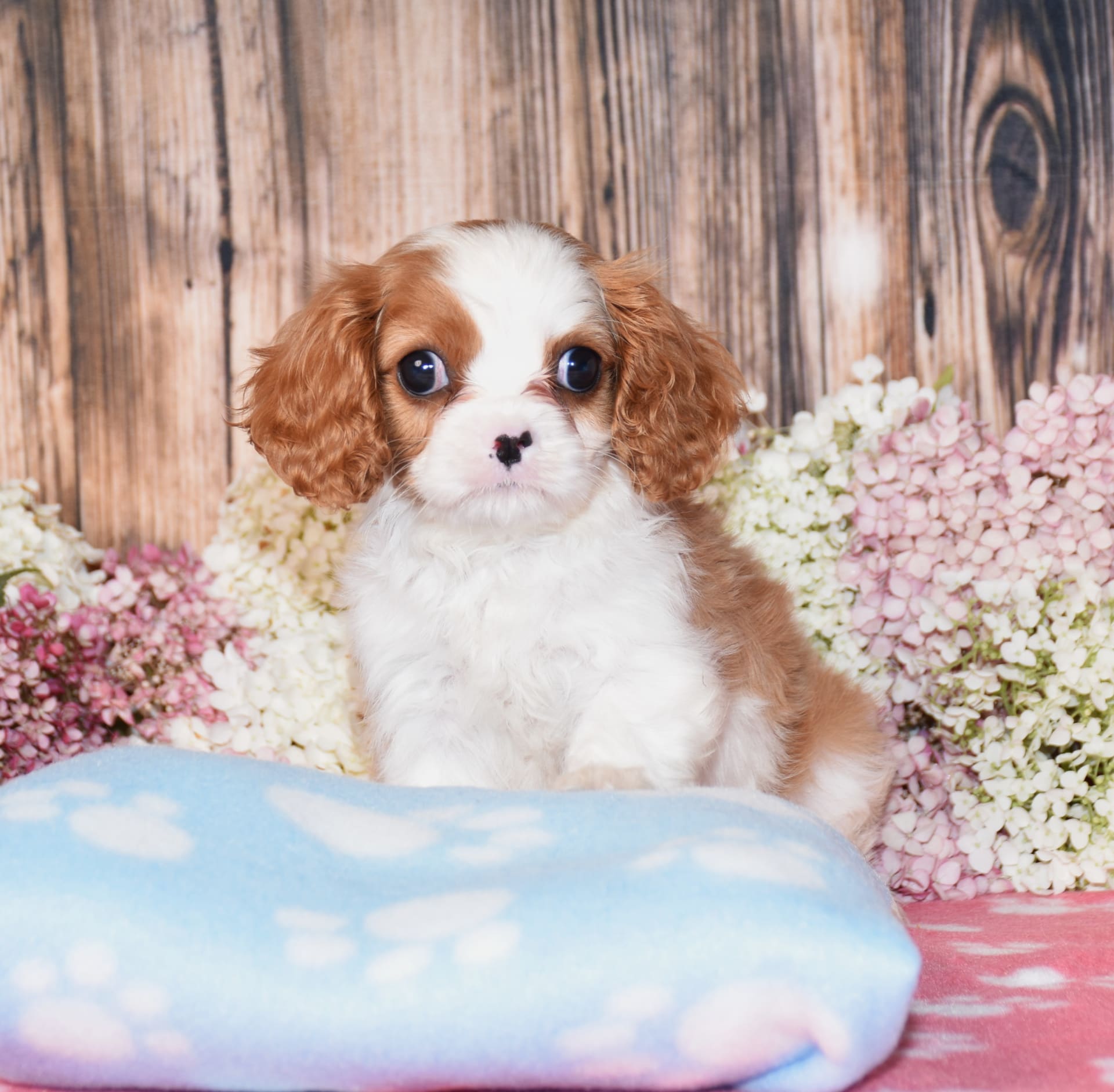 Cavalier King Charles Spaniel puppies for sale in Fredericksburg, OH - Leo