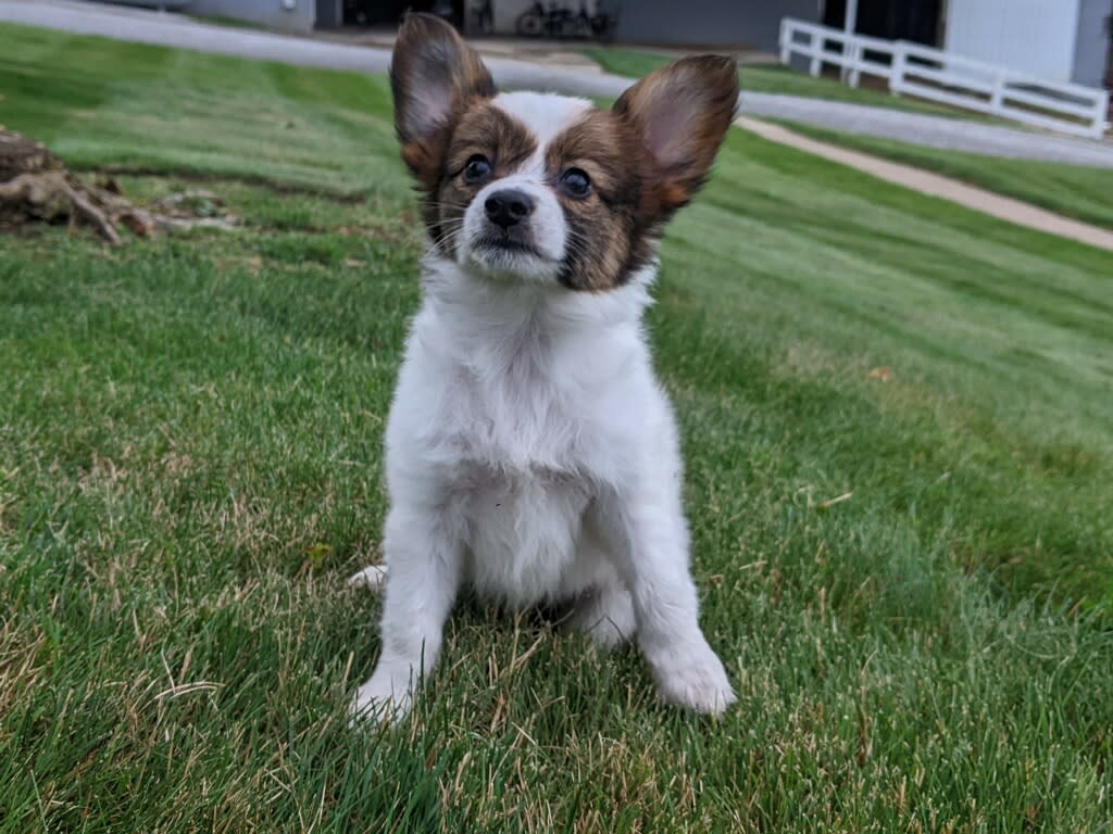 Papillon puppies for sale in millersburg, OH - Rosa