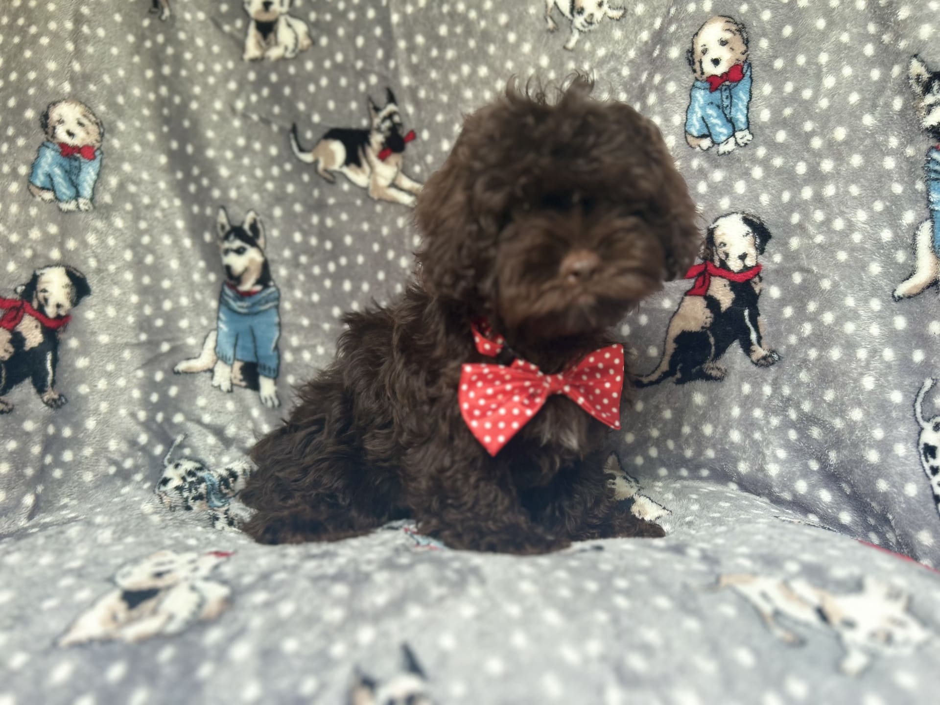 Shih-Poo puppies for sale in Lakeland, FL - Hershey