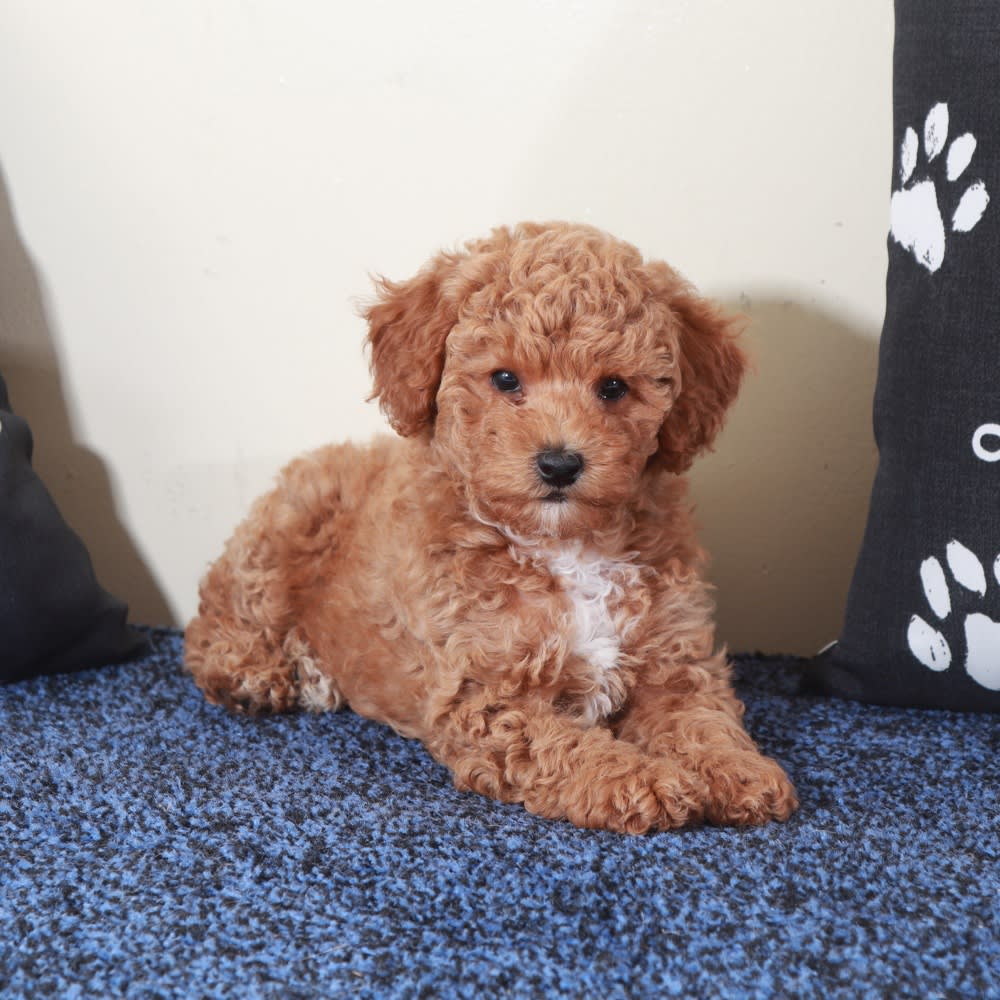 Mini Goldendoodle puppies for sale in Mount Vernon, OH - Sasha