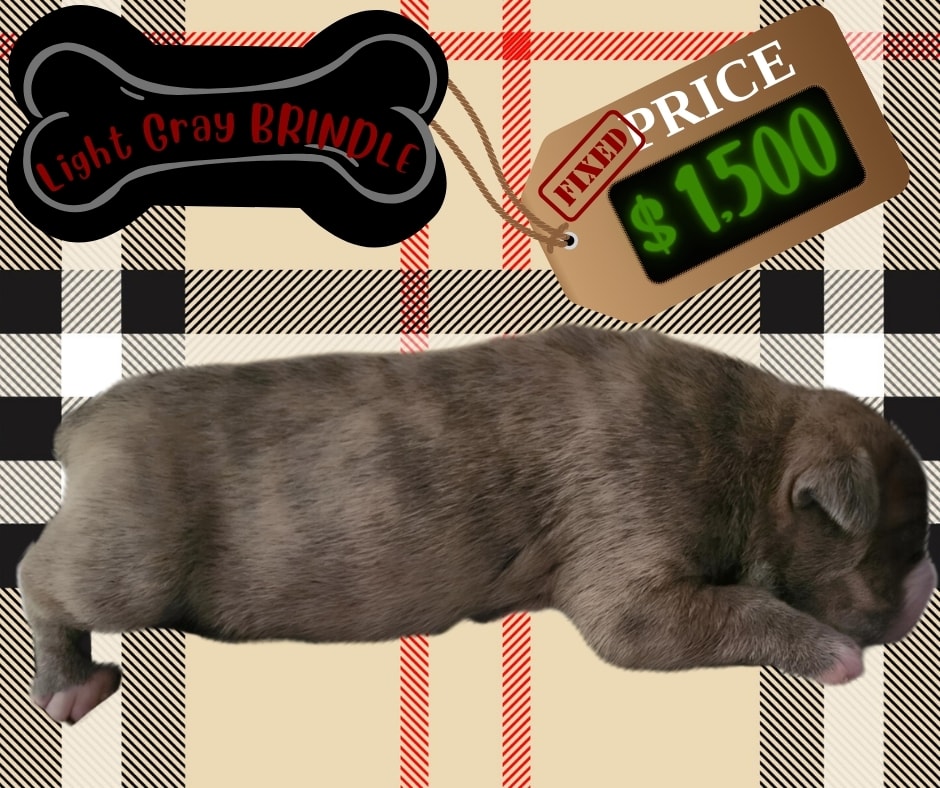 American Pit Bull Terrier puppies for sale in LOS ANGELES, CA - Light Gray Brindle