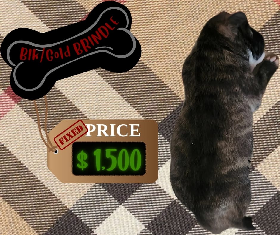 American Pit Bull Terrier puppies for sale in LOS ANGELES, CA - Black/gold Brindle