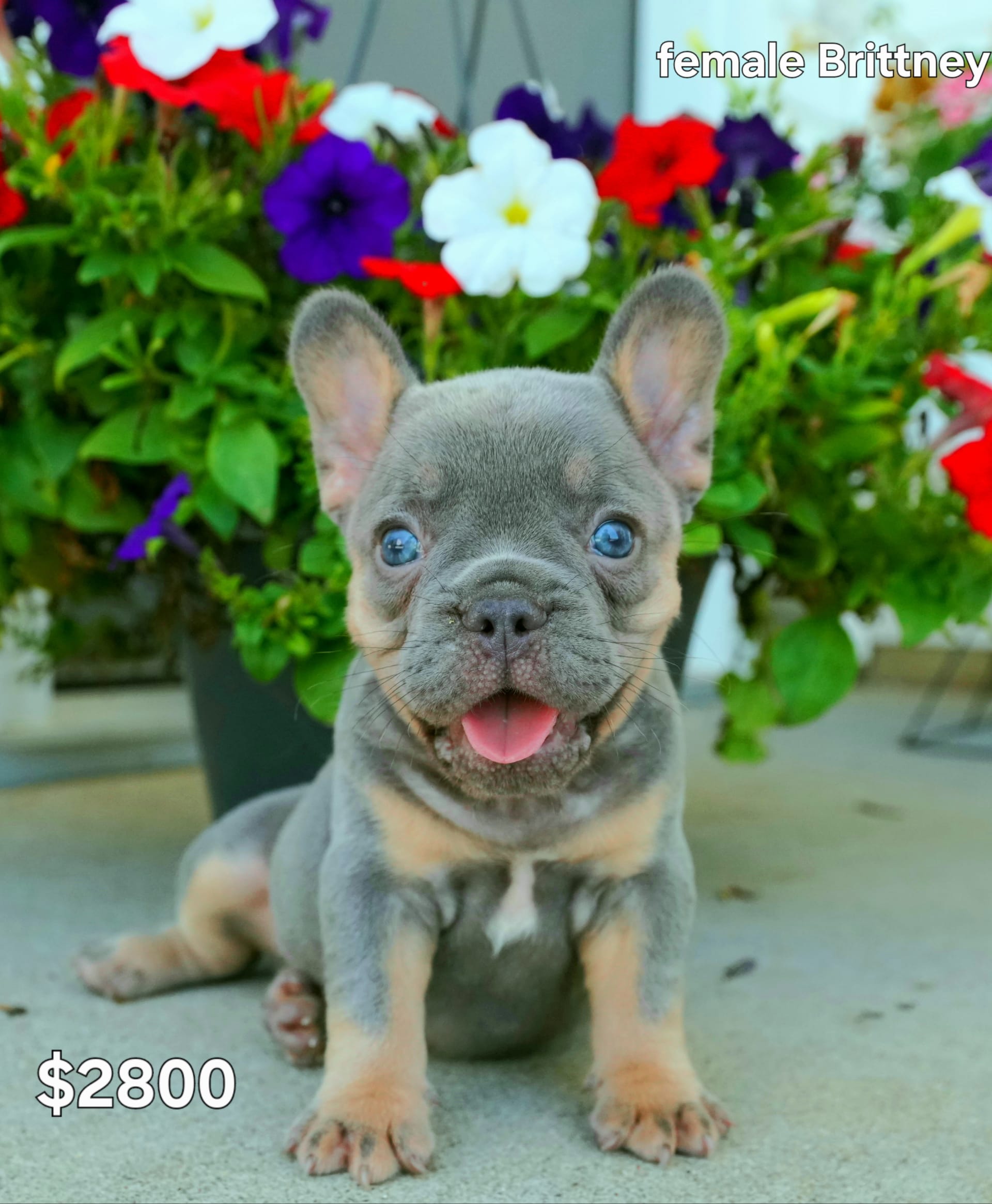 French Bulldog puppies for sale in Fredericksburg, OH - Brittney