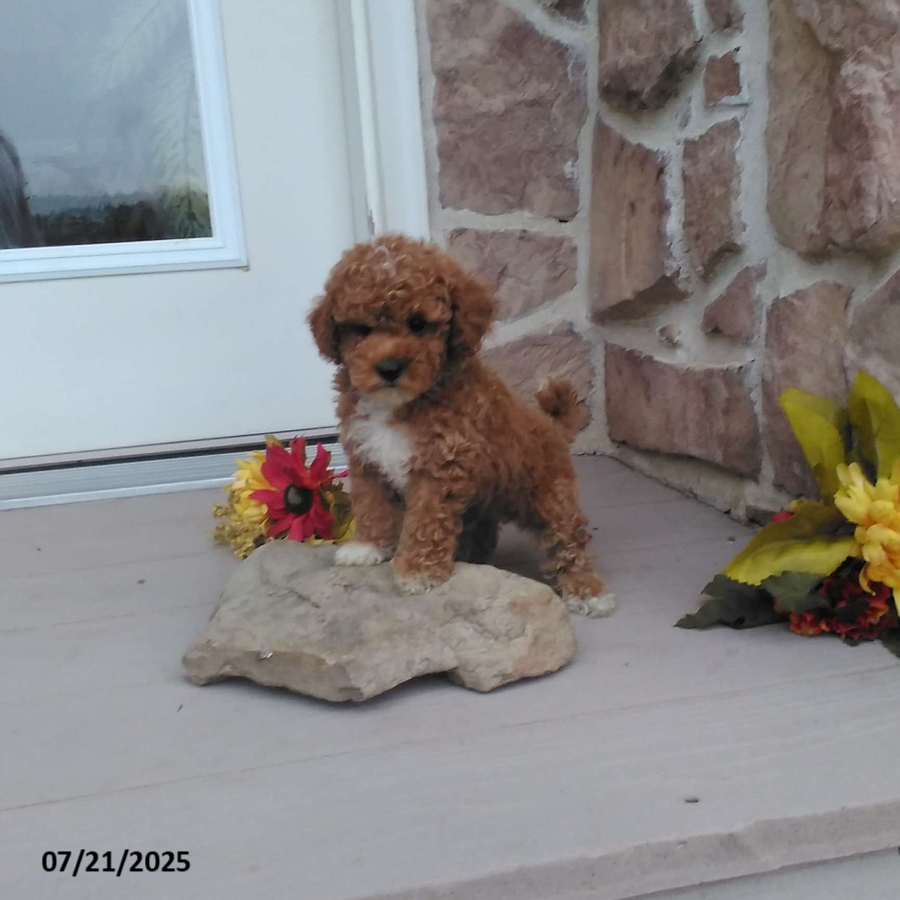 ozzy doodles for sale