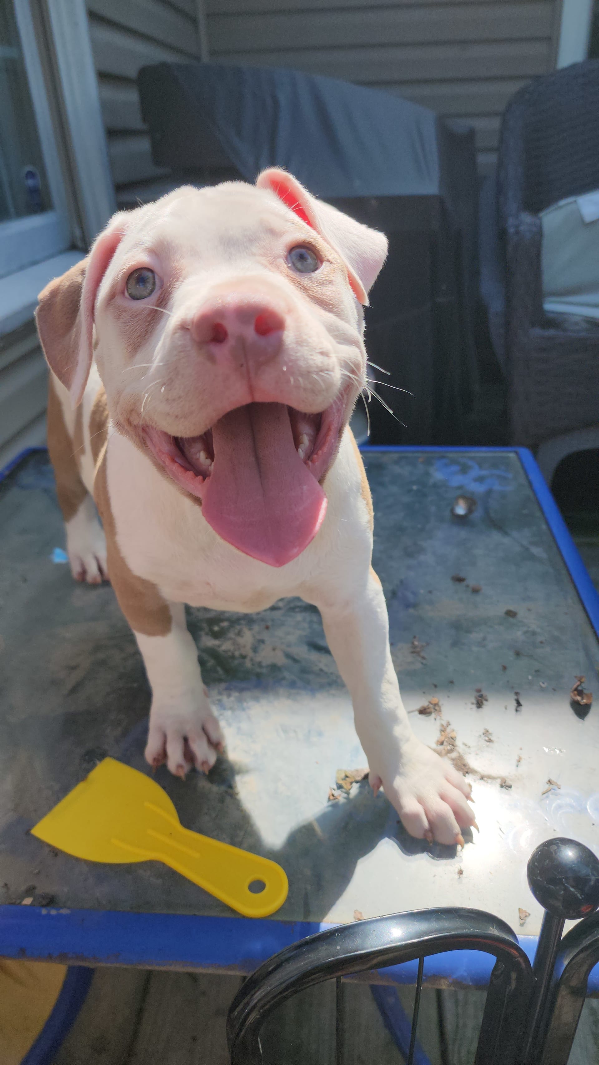 American Bully puppies for sale in Harrisburg, PA - Aphrodite