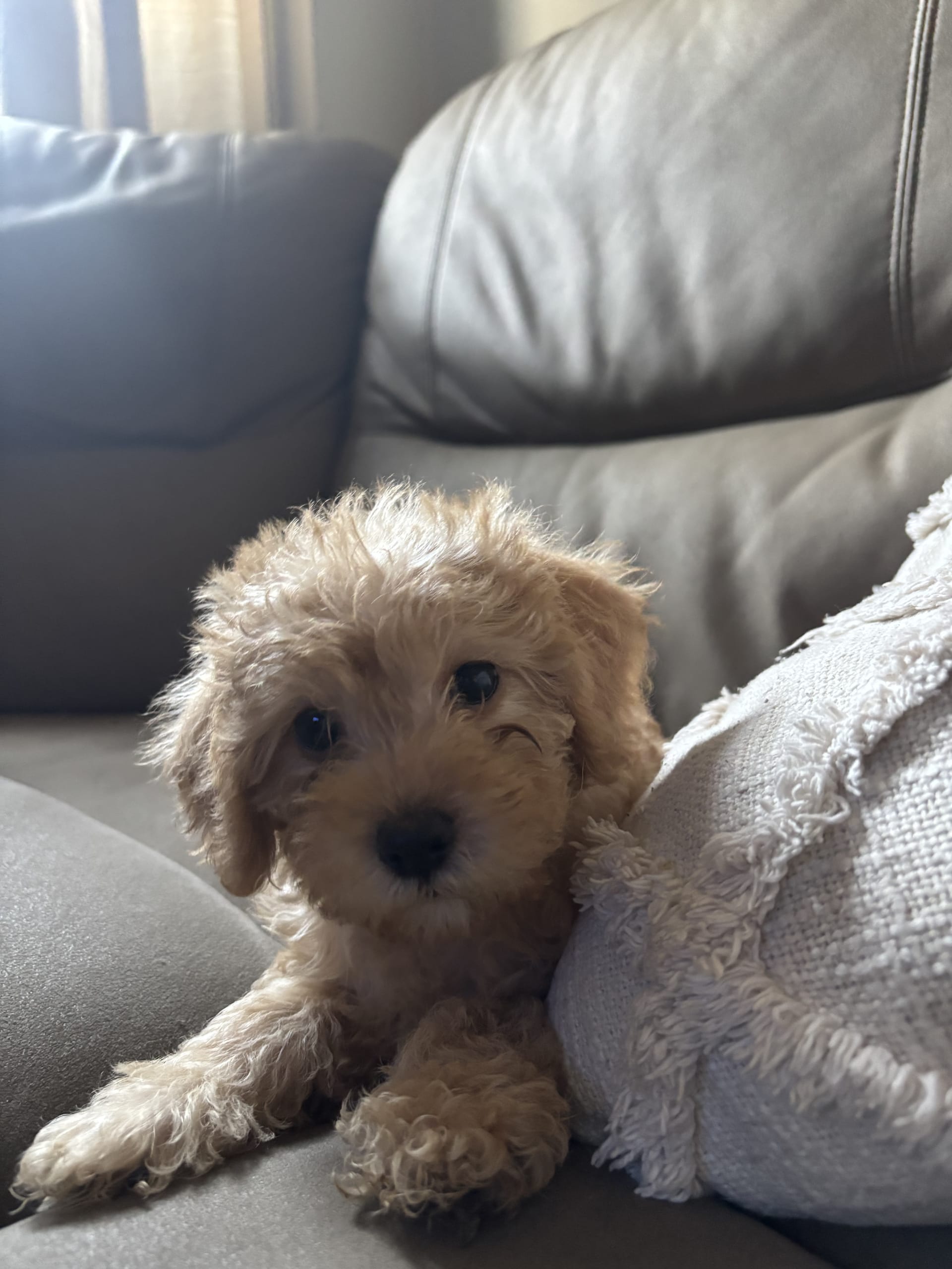 Cavapoo puppies for sale in philadelphia, PA - Charlie