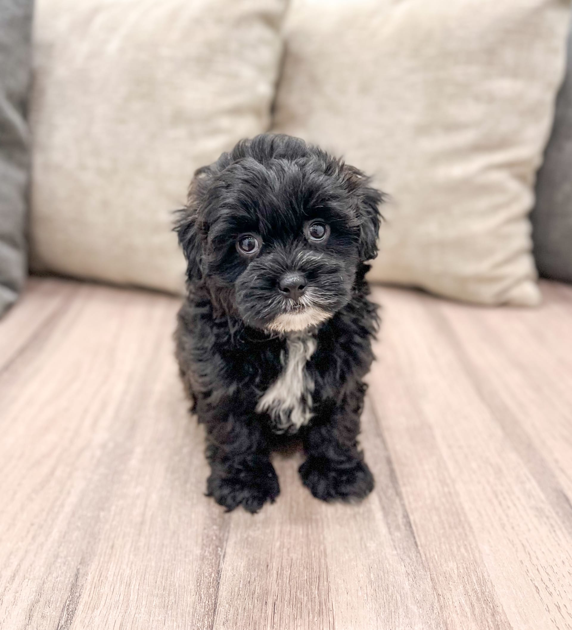 Shih-Poo puppies for sale in Millersburg, OH - Rover