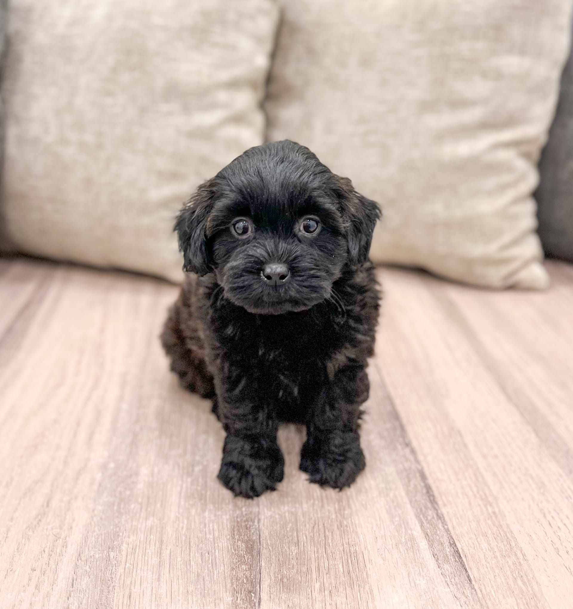 Shih-Poo puppies for sale in Millersburg, OH - Ollie