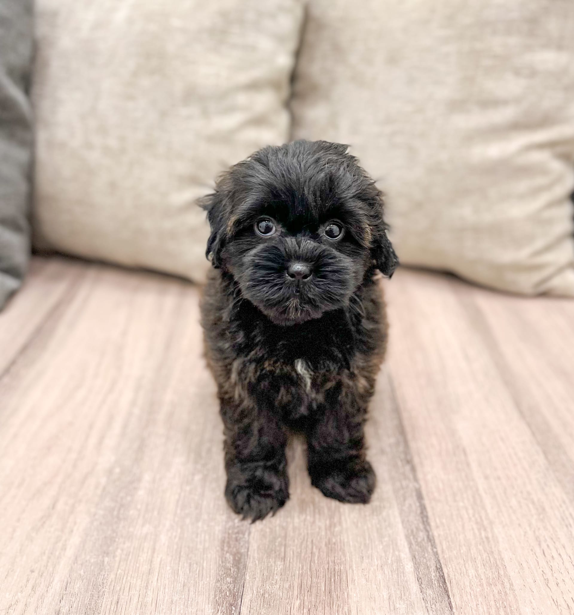 Shih-Poo puppies for sale in Millersburg, OH - Lola