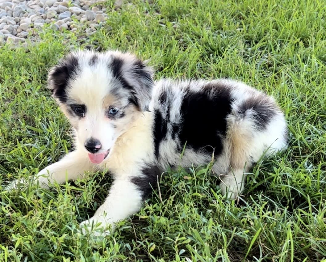 Australian Shepherd puppies for sale in Lakeville, OH - Blue