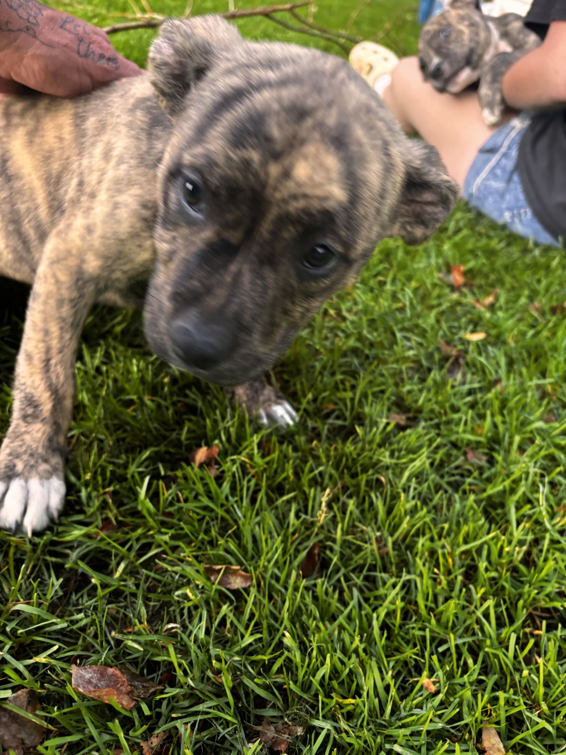 American Pit Bull Terrier puppies for sale in Chicora, PA - Cali