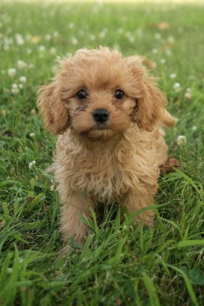 Cavapoo puppies for sale in Penns Creek, PA - Molly