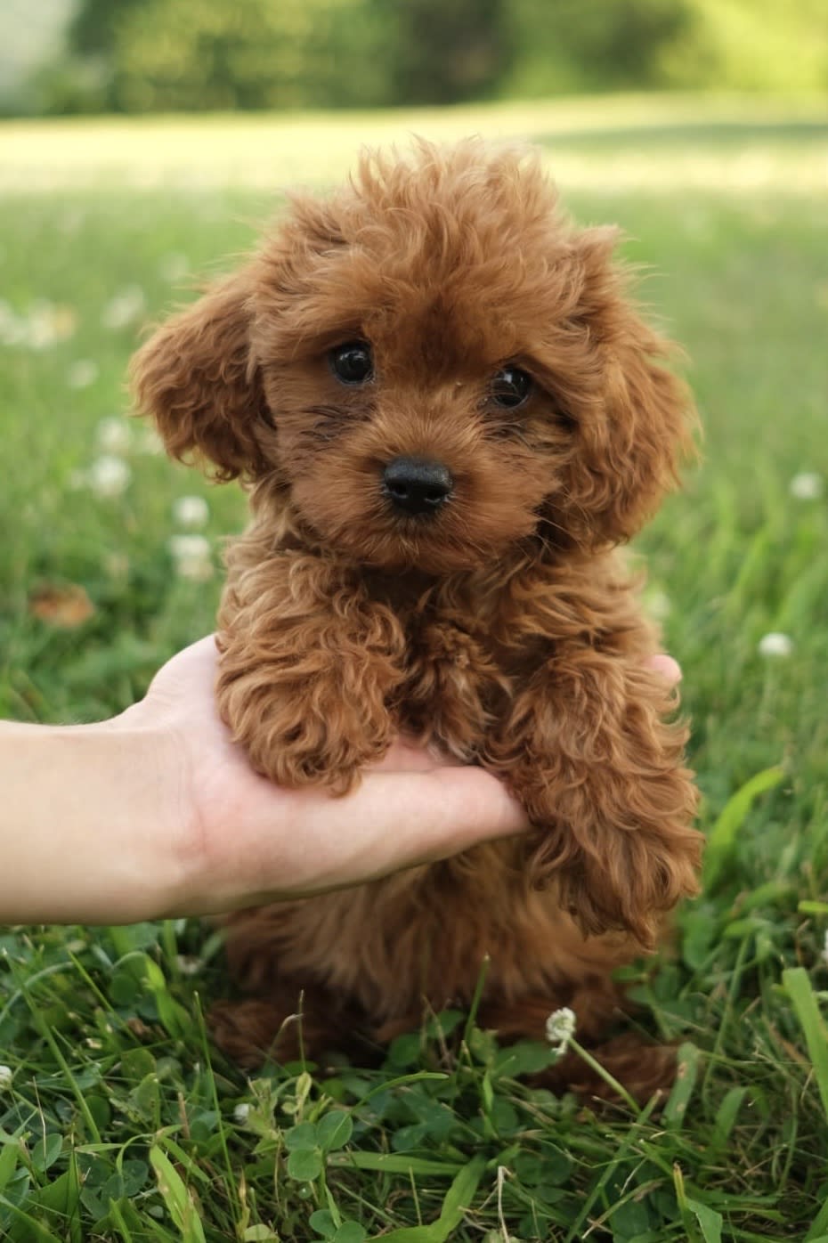 Cavapoo puppies for sale in Penns Creek, PA - Marty