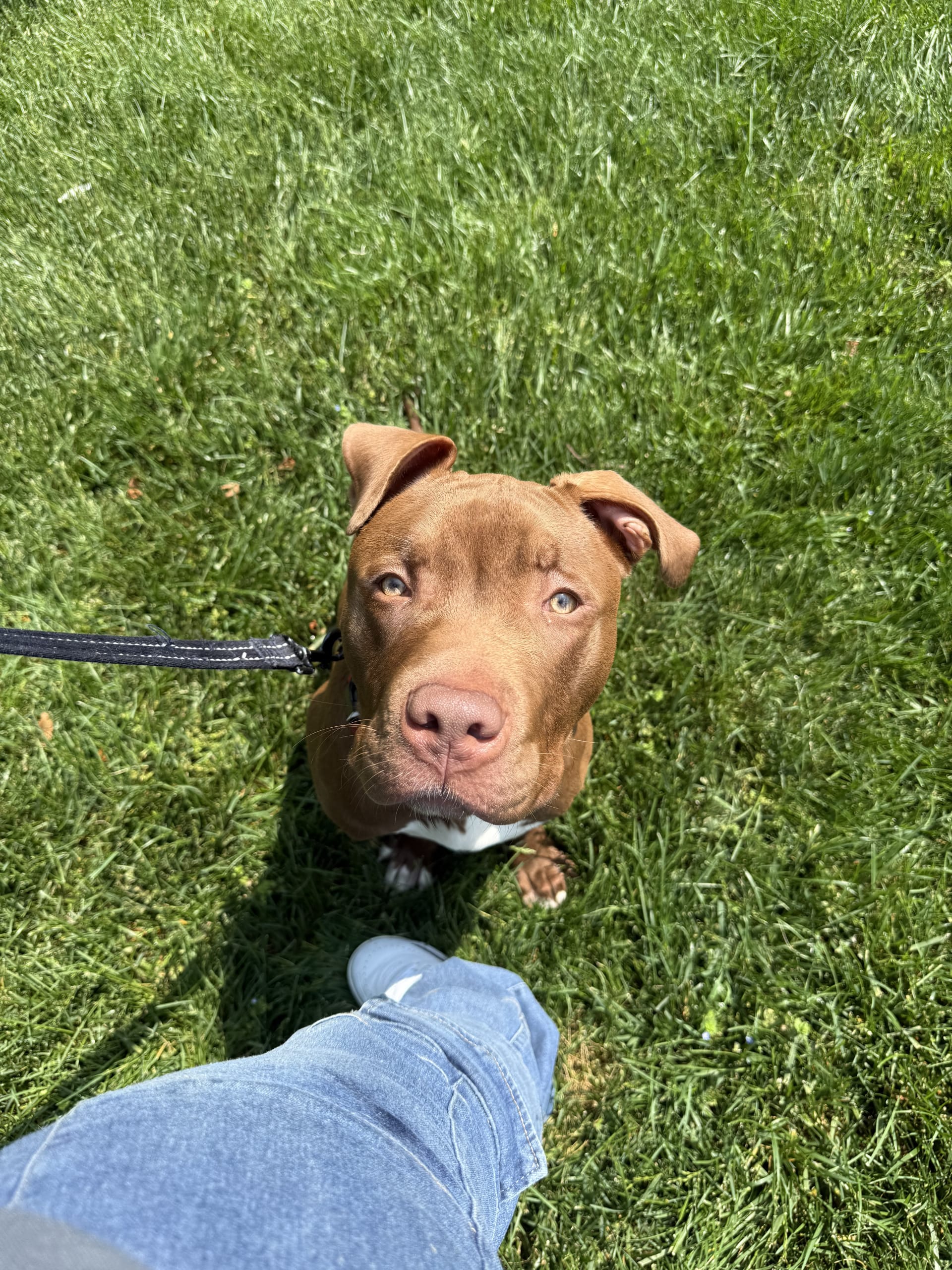 American Pit Bull Terrier & American Staffordshire Terrier Hybrid puppies for sale in Columbia, MD - Knox