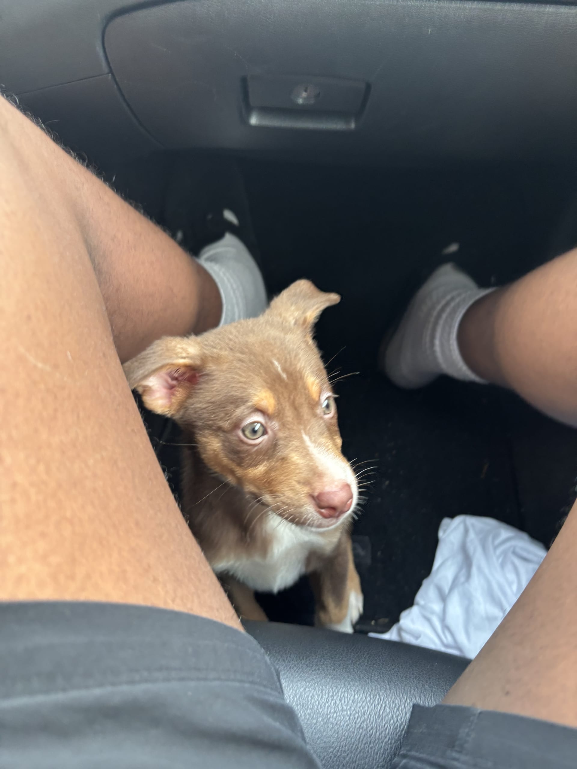 Alaskan Husky & American Pit Bull Terrier Hybrid puppies for sale in Houston, TX - Roxie