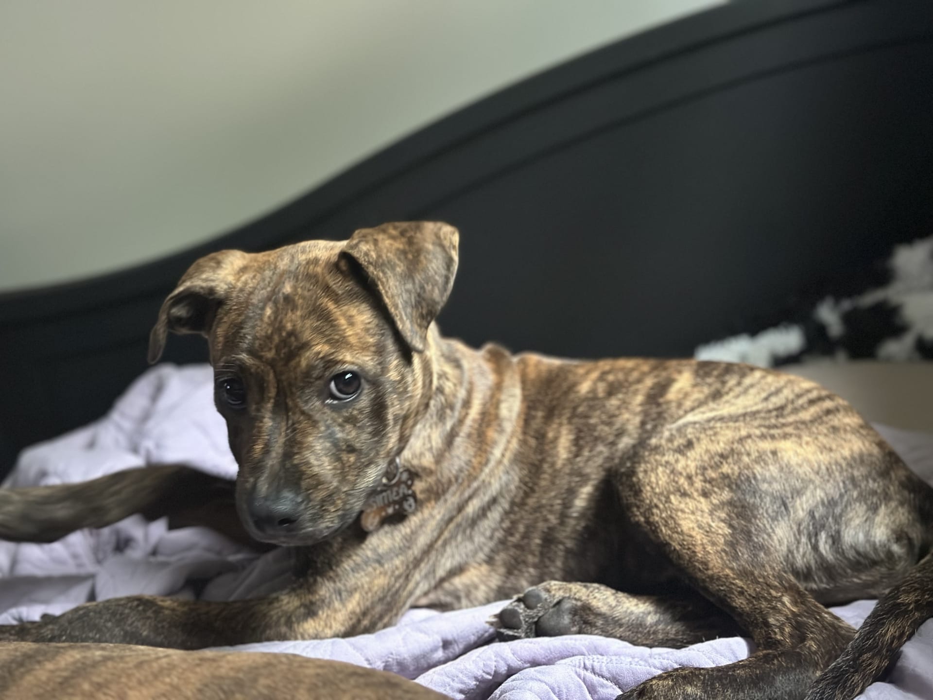American Pit Bull Terrier & Mountain Cur Hybrid puppies for sale in Winston Salem, NC - Simea