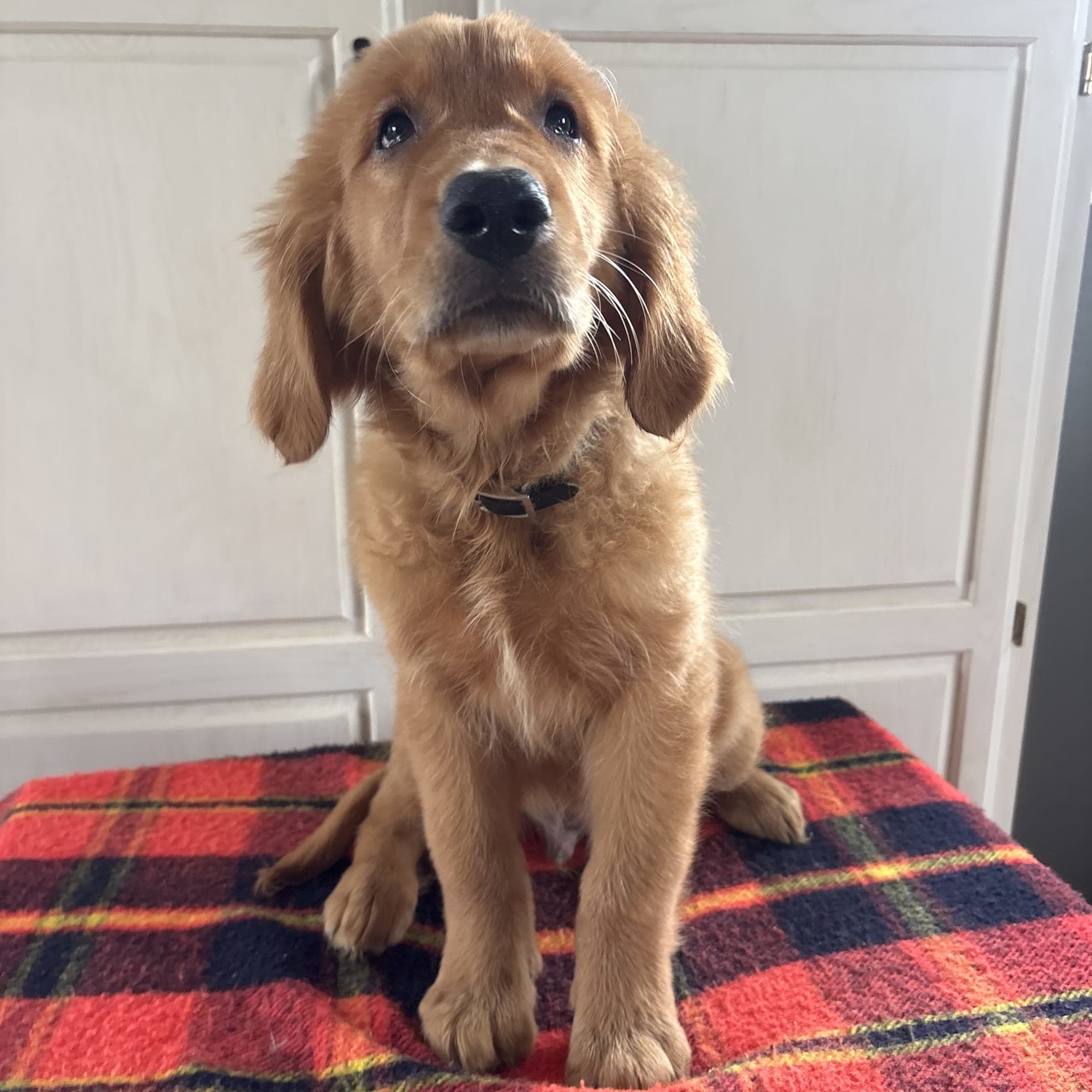 Golden Retriever puppies for sale in Lancaster, PA - Muggles