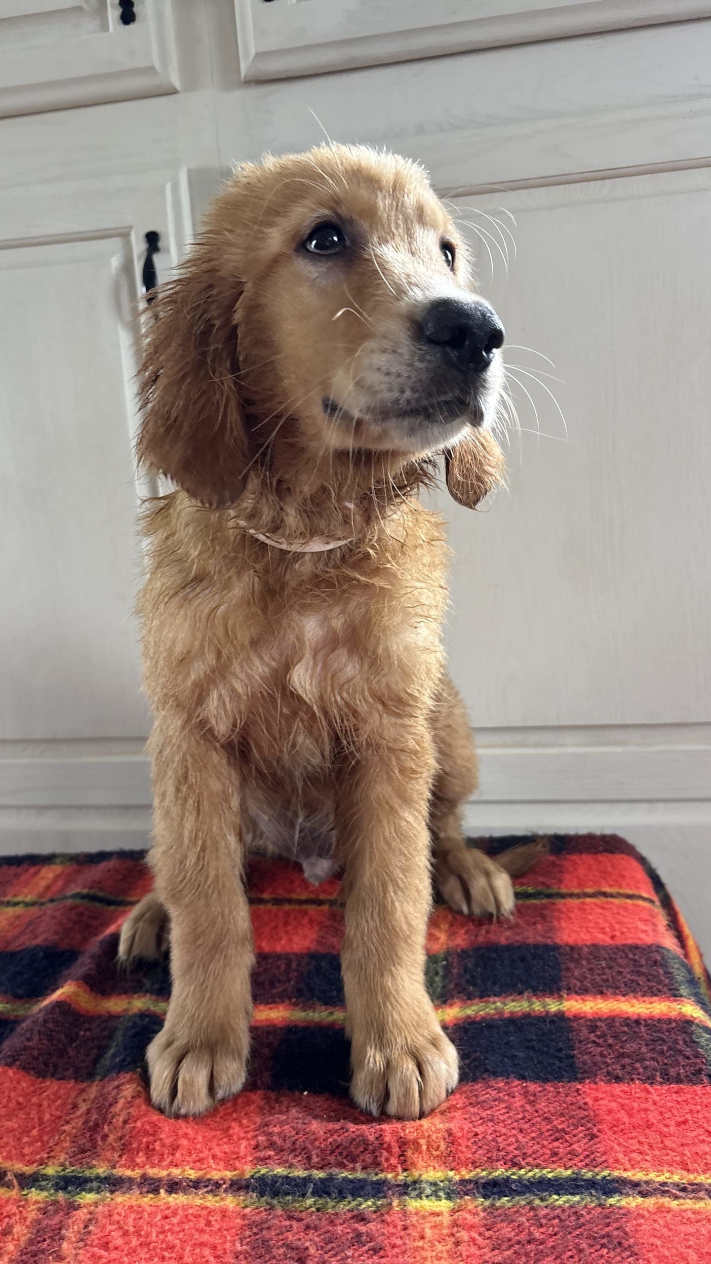 Golden Retriever puppies for sale in Lancaster, PA - Tanner