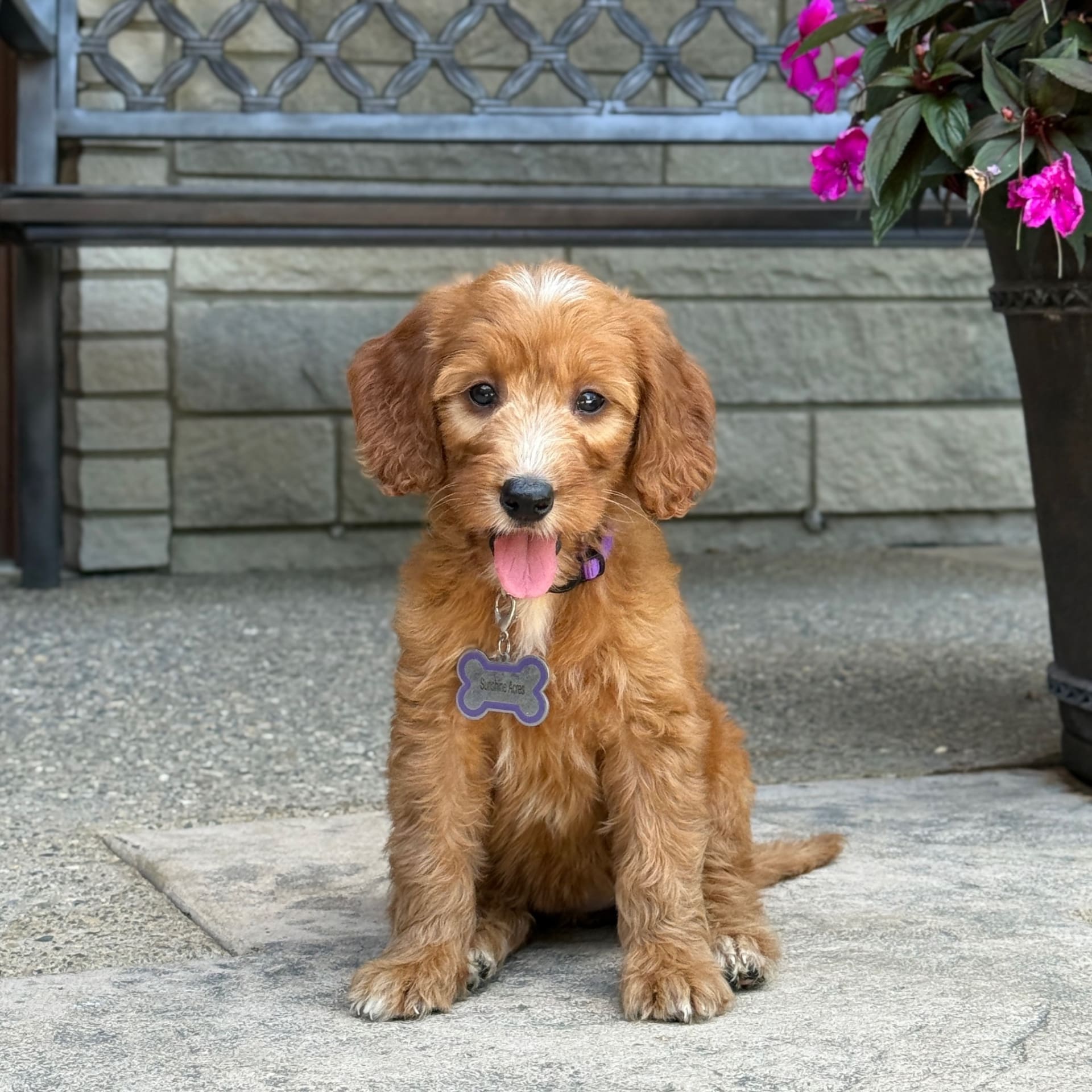 Goldendoodle puppies for sale in Wolcott, IN - Layla
