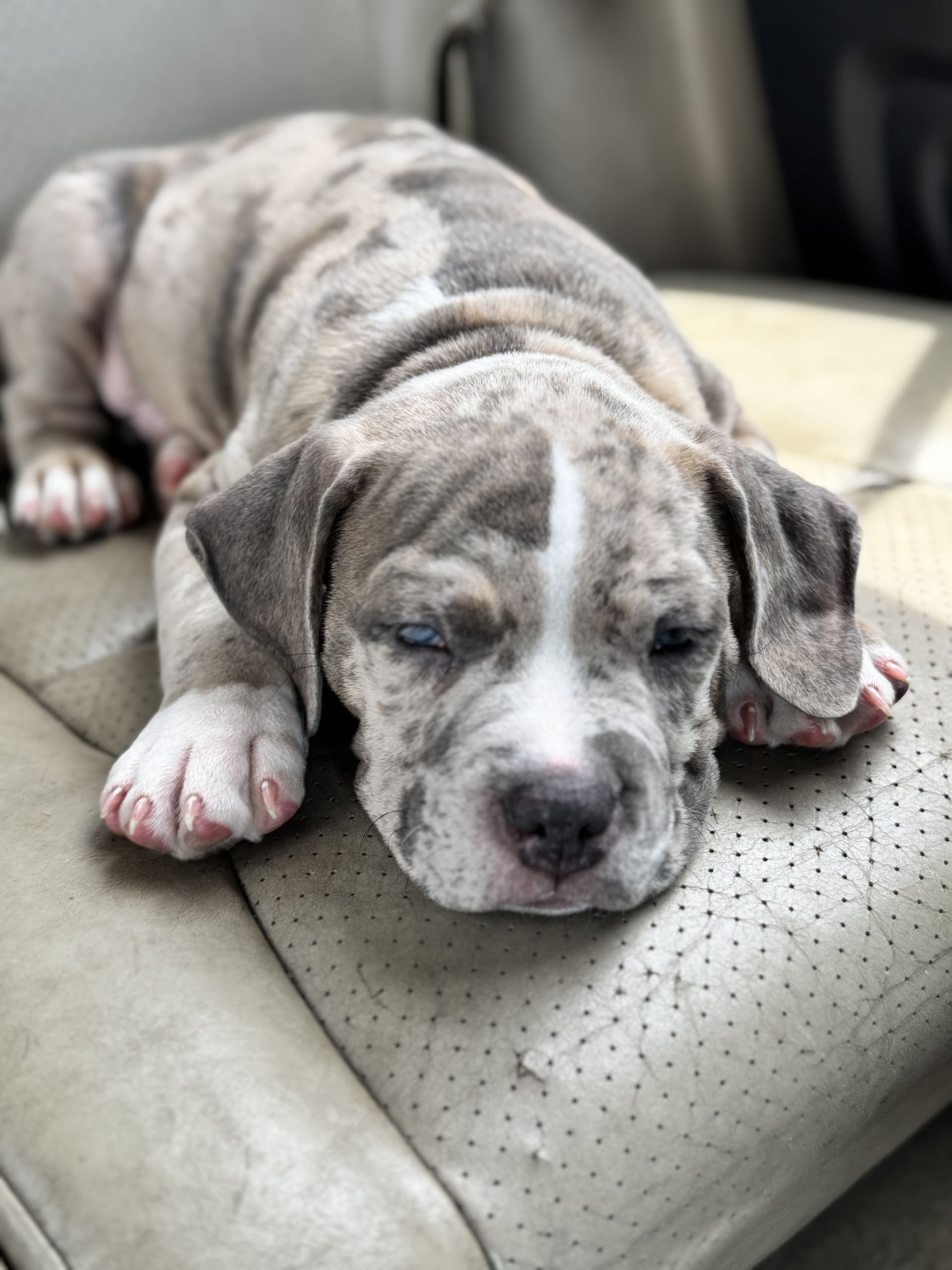 American Pit Bull Terrier puppies for sale in Philadelphia, PA - Jace
