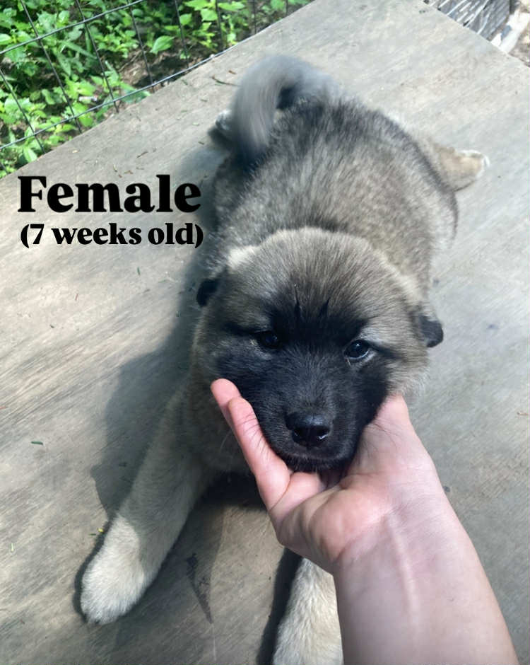 Norwegian Elkhound & Pomsky Hybrid puppies for sale in Starrucca, PA - Meadow